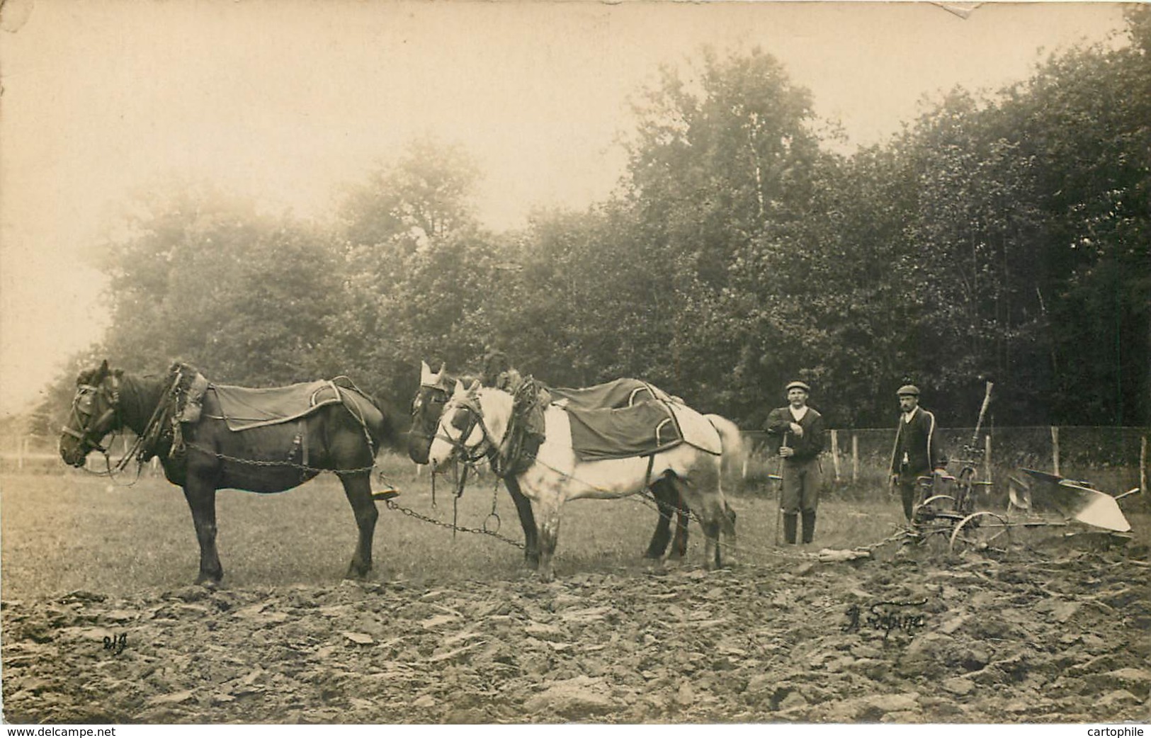 Carte Photo - Belle Scene D'un Attelage De 3 Chevaux Charriant La Terre - Non Située - Spannen