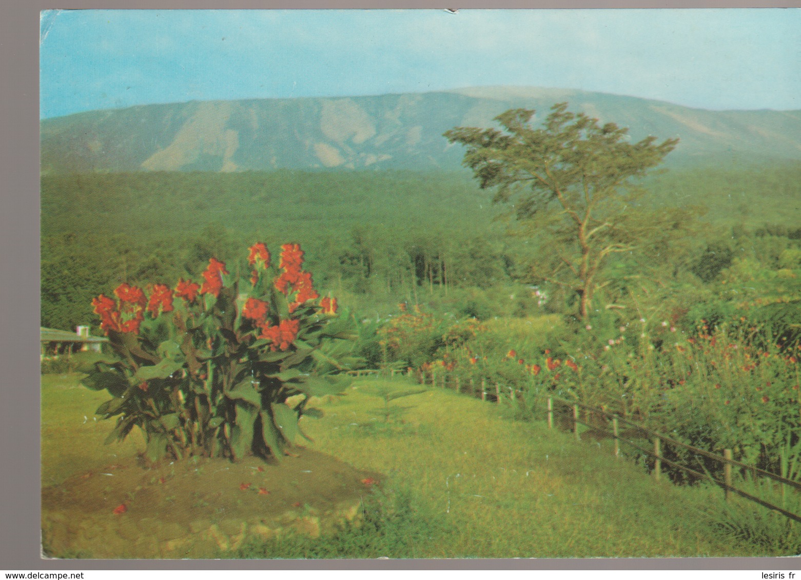 C. P. - PHOTO - BUEA MOUNTAIN HOTEL - VIEW OF THE GARDEN - EN 1978 - - Cameroun