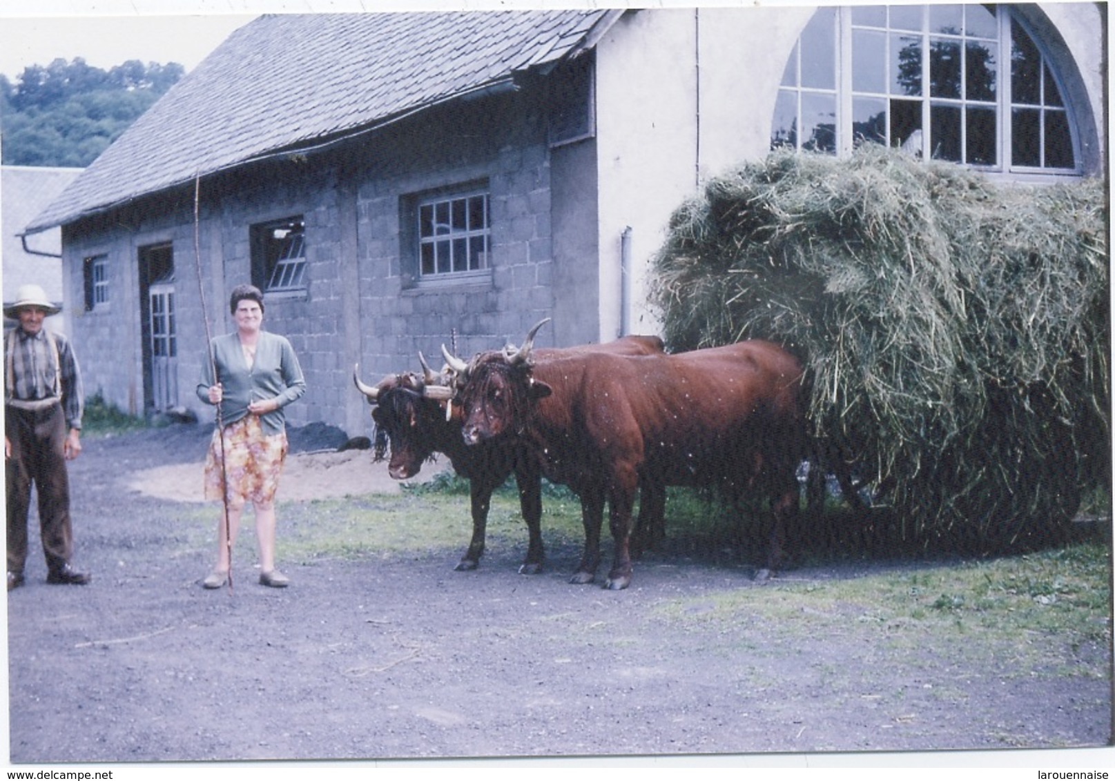 63 - Compains : Photo , Attelage  De Vaches . - Autres & Non Classés