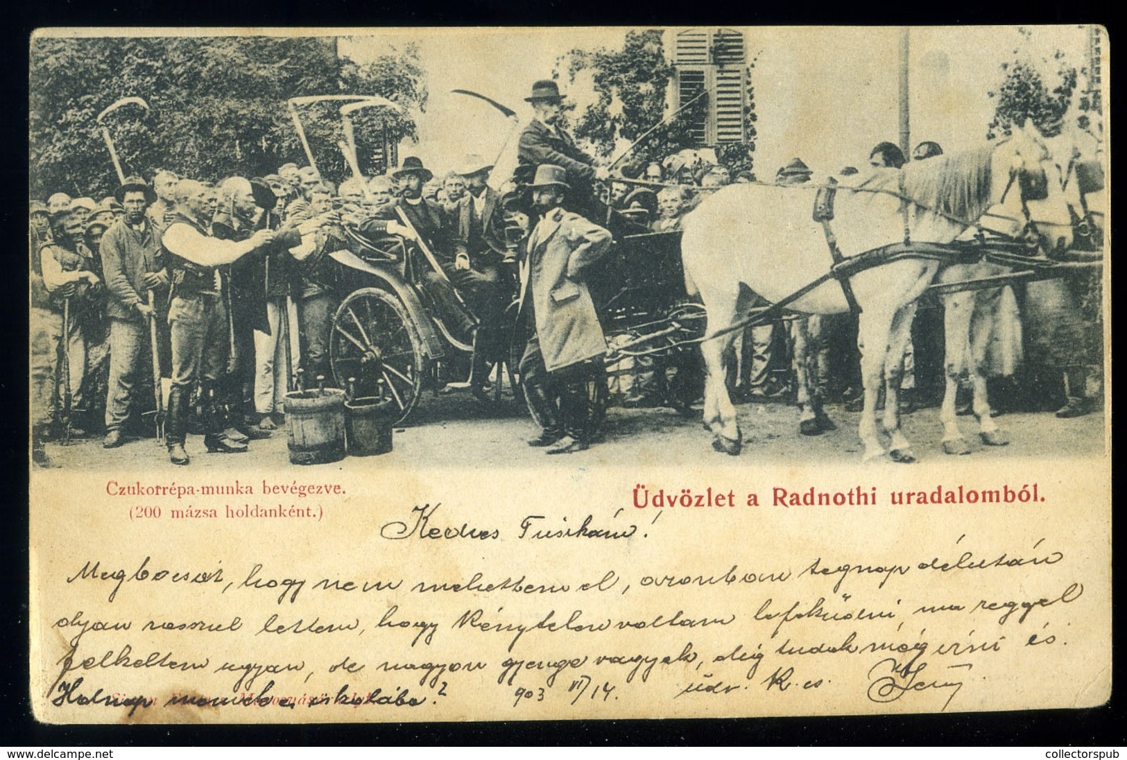 RADNÓT 1903. Uradalom, Cukorrépa Betakarító Munkások, Régi Képeslap - Hongarije