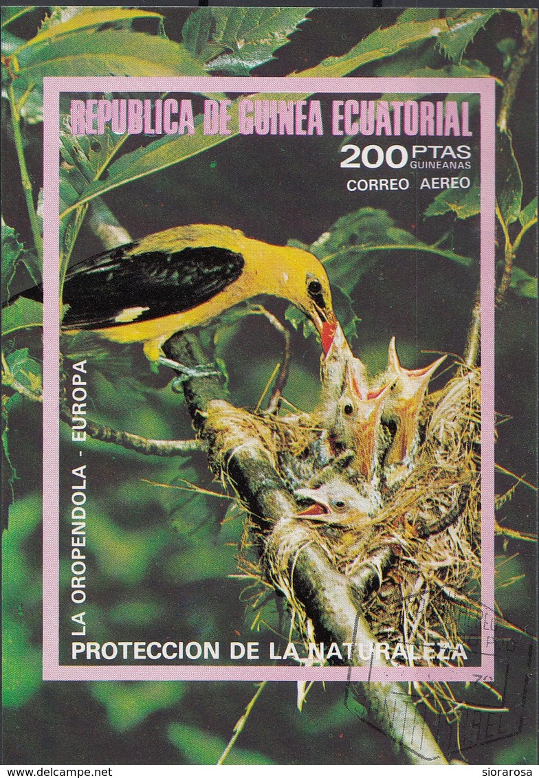 Guinea Equatoriale 1976 Bf. 237B Birds Oropendola Rigogolo Oriolus Sheet Imperf. CTO - Guinea Equatoriale