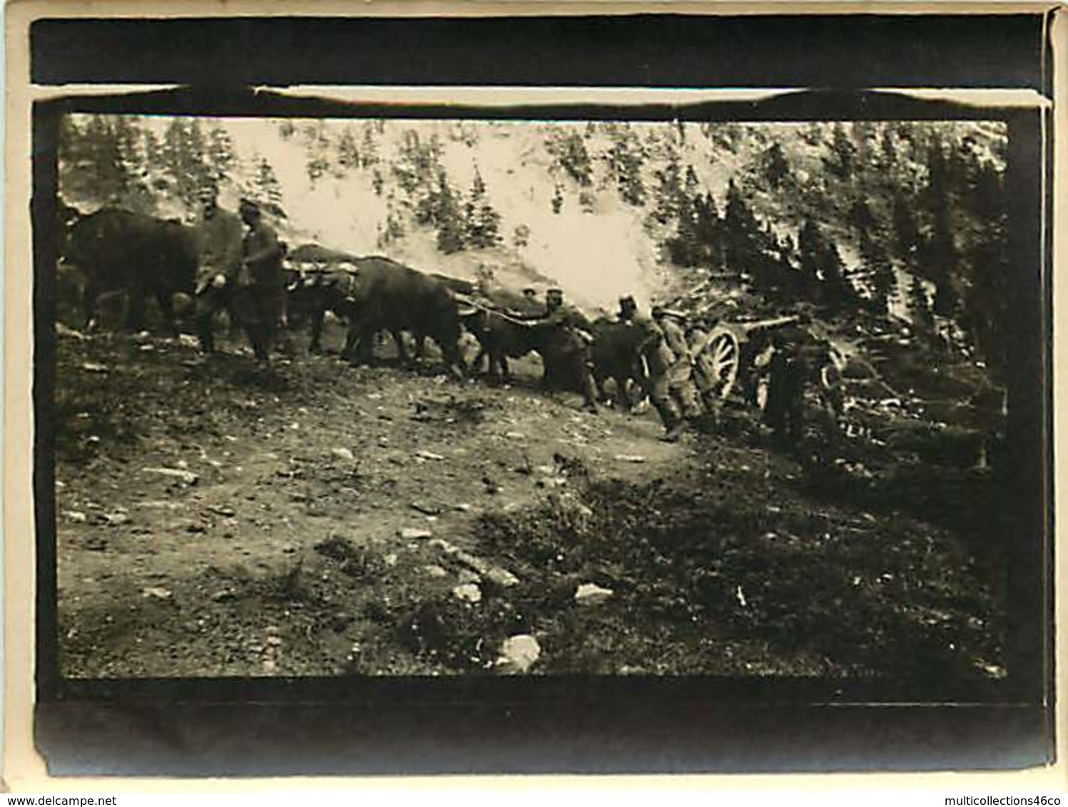 030220A - PHOTO MILITARIA 1914 18 - Guerre Montagne Attelage De Boeufs Pour Tirer La Pièce De Canon - Guerre 1914-18