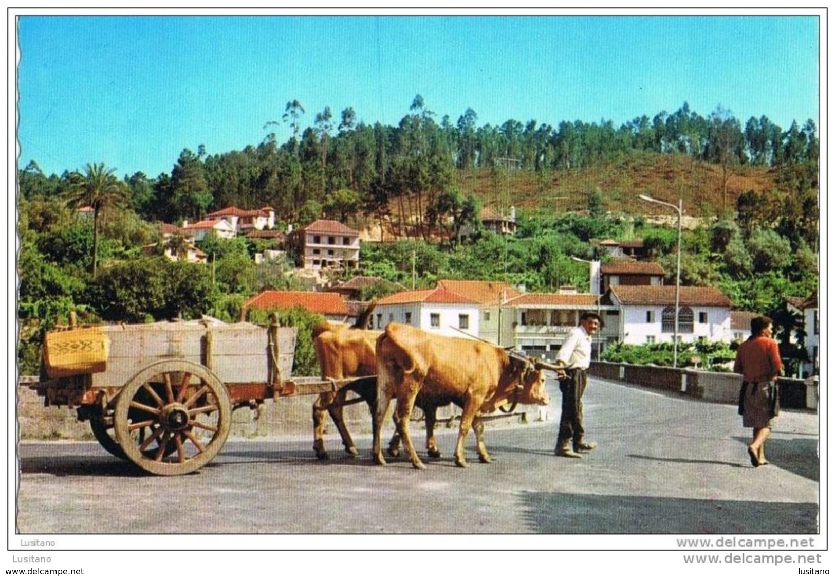 S.Pedro Do Sul - Carro De Bois - Attelage Boeufs - Oxen - Termas Portugal - Viseu