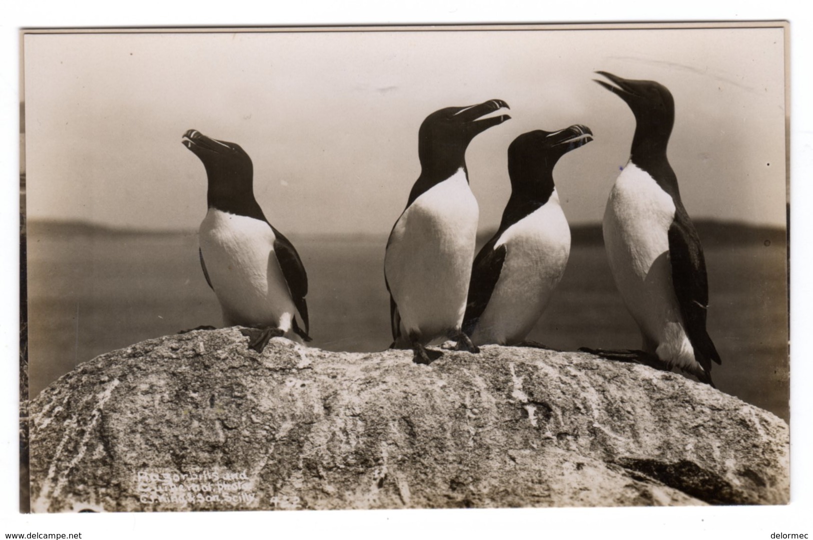 Post Card Photo Photography C.J. King St Mary Isles Of Scilly Razorbills Birds Petit Pingouin Alca Torda - Scilly Isles