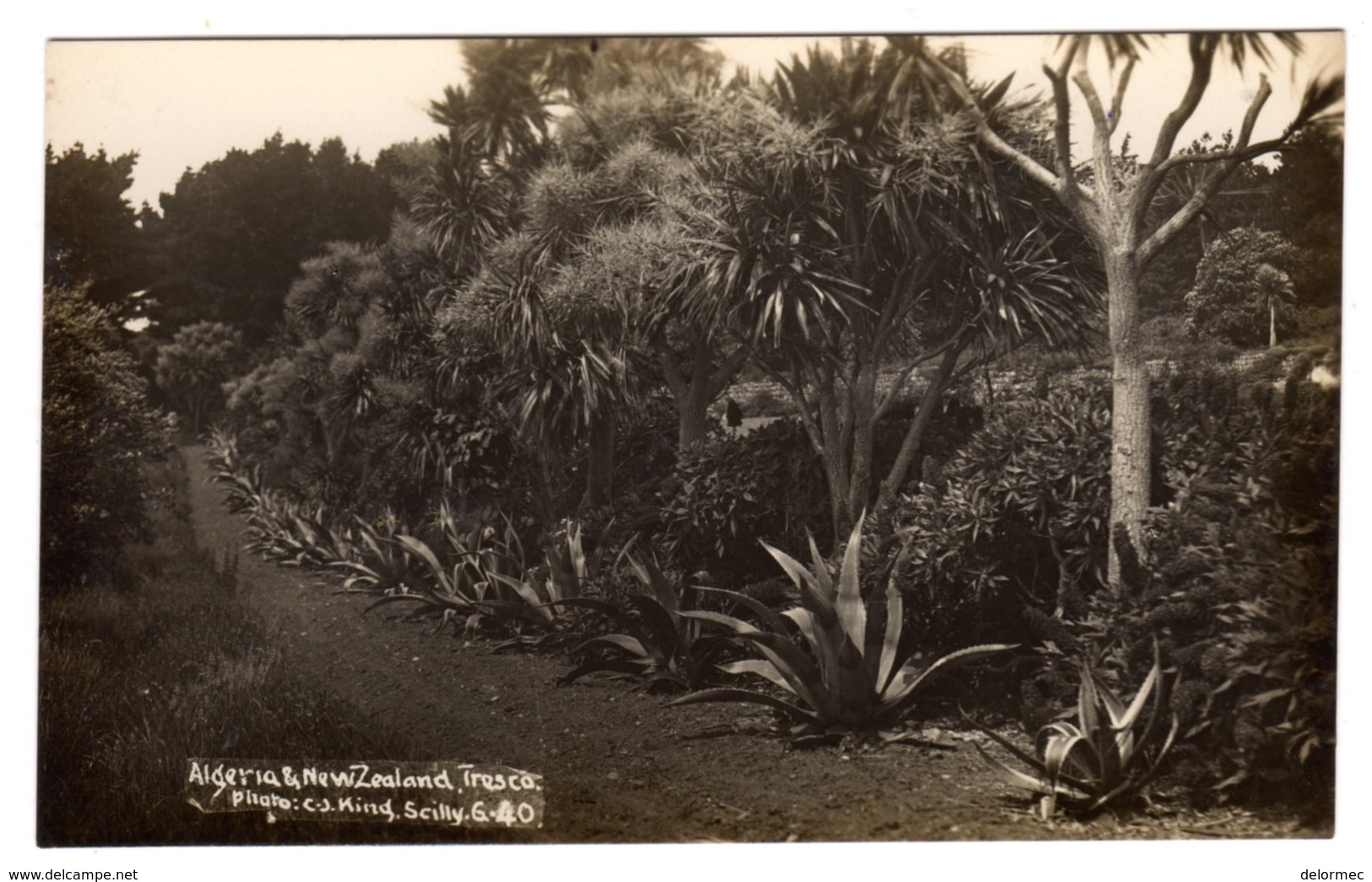 Post Card Photo Photography C.J. King St Mary Isles Of  Scilly Algeria And New Zealand Tresco G 40 - Scilly Isles