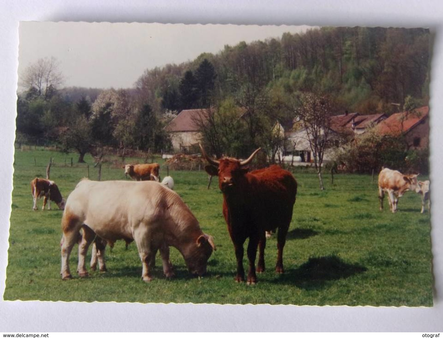 CPSM - LA GOULOTTE ( Hameau De Melisey ) - Autres & Non Classés