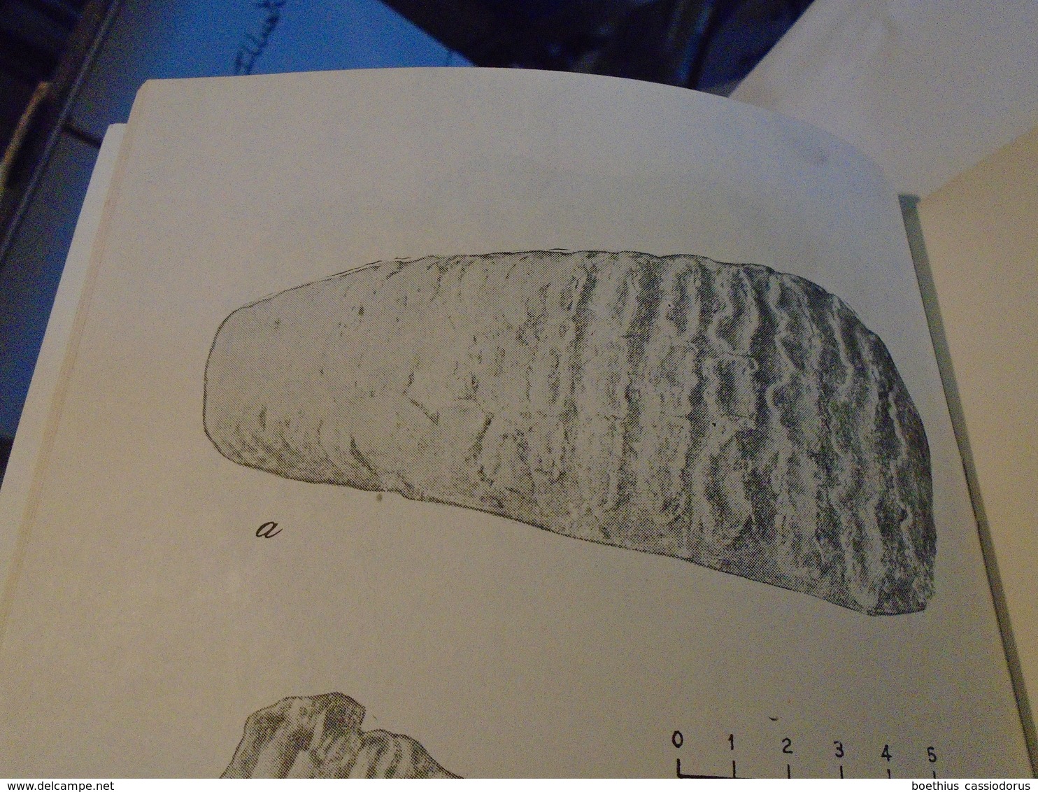 GEOLOGICAL SOCIETY OF PHILIPPINES VOL XXV DEC 71 N° 4  OOLITIC, FOSSIL ELEPHANTS, STEGODONS IN SOLANA CAGAYAN LUZON... - Sciences De La Terre