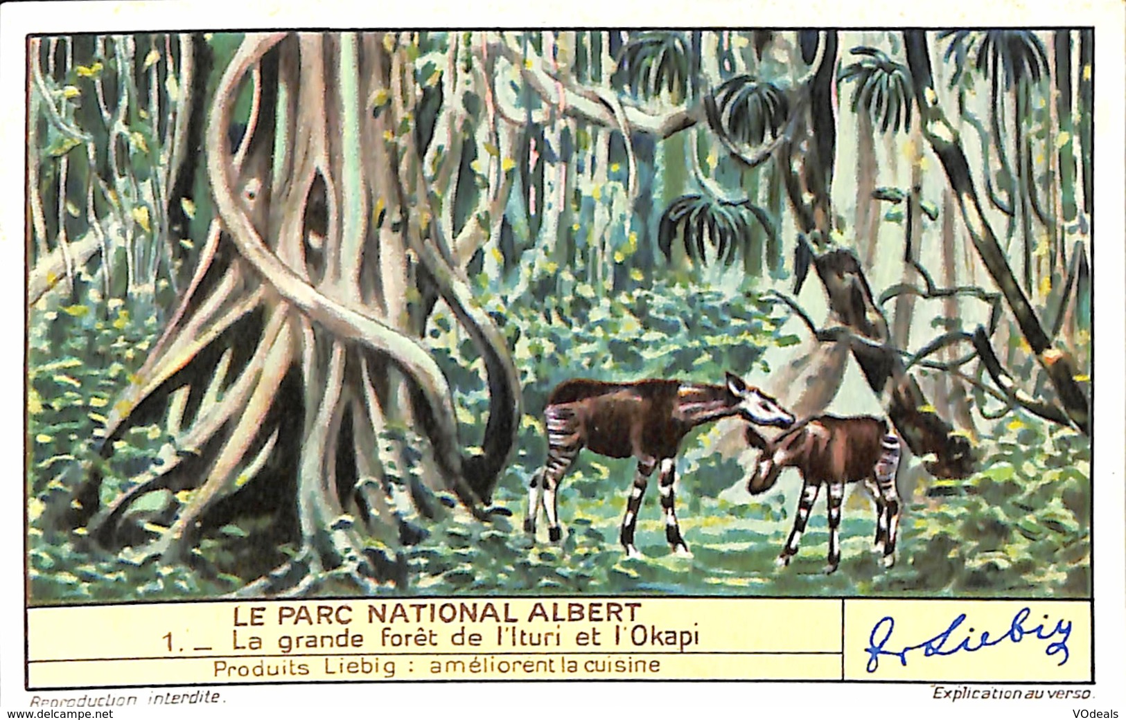 Chromo - Liebig - Le Parc National Albert - 1 - La Grande Forêt De L'Ituri Et L'Okapi - Liebig