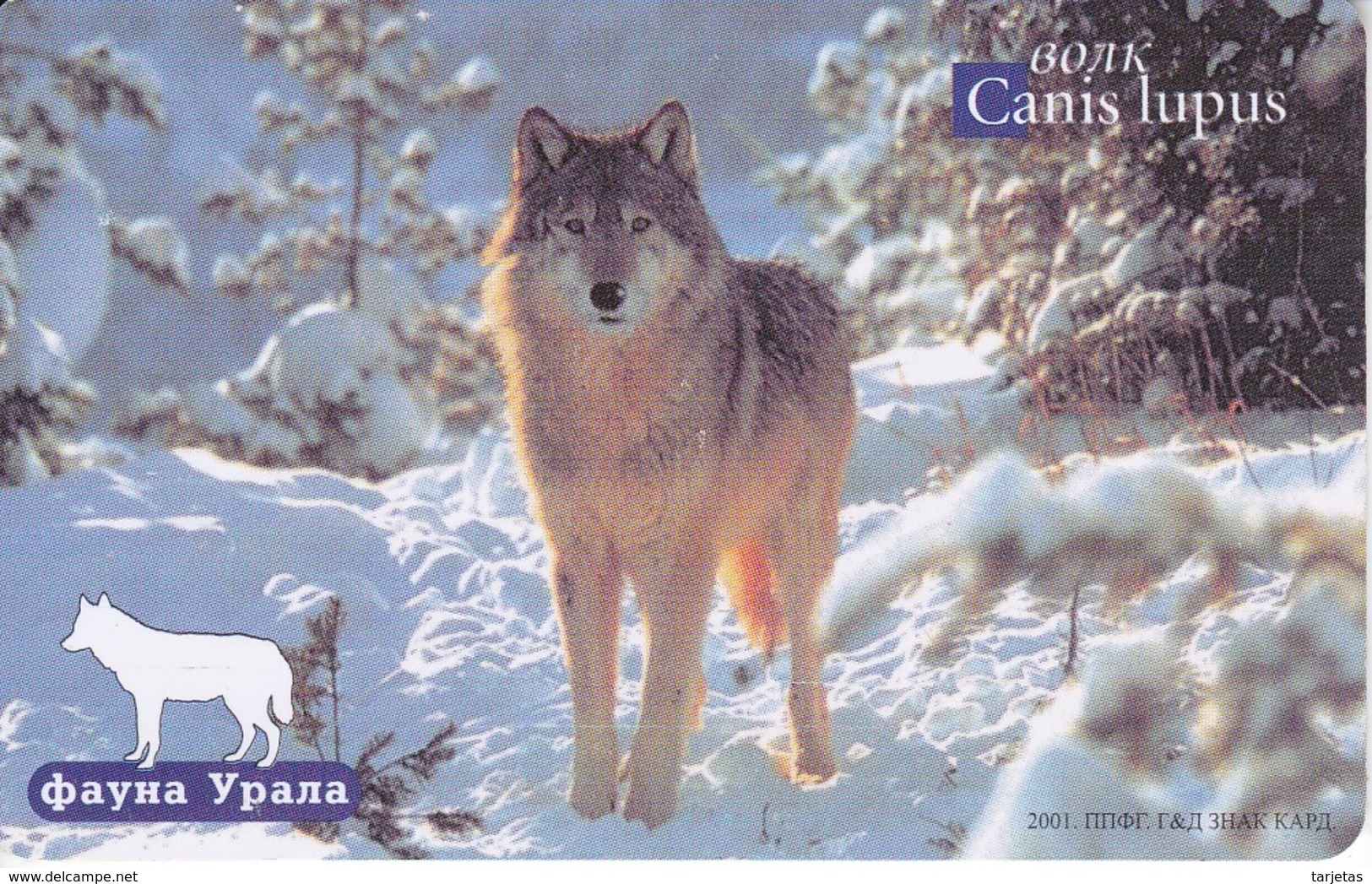 TARJETA DE RUSIA DE 100 UNITS DE UN LOBO (WOLF) - Rusia