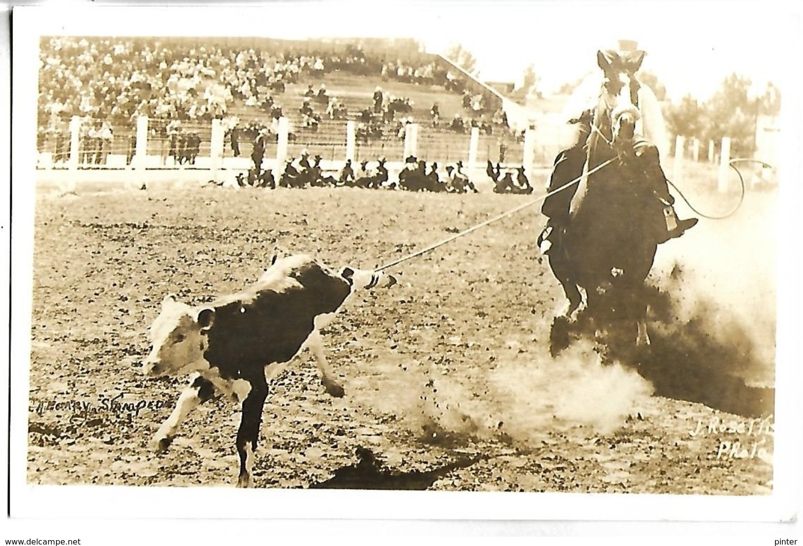 CANADA - CALGARY - STAMPEDE  - Rodéo - CARTE PHOTO - Calgary