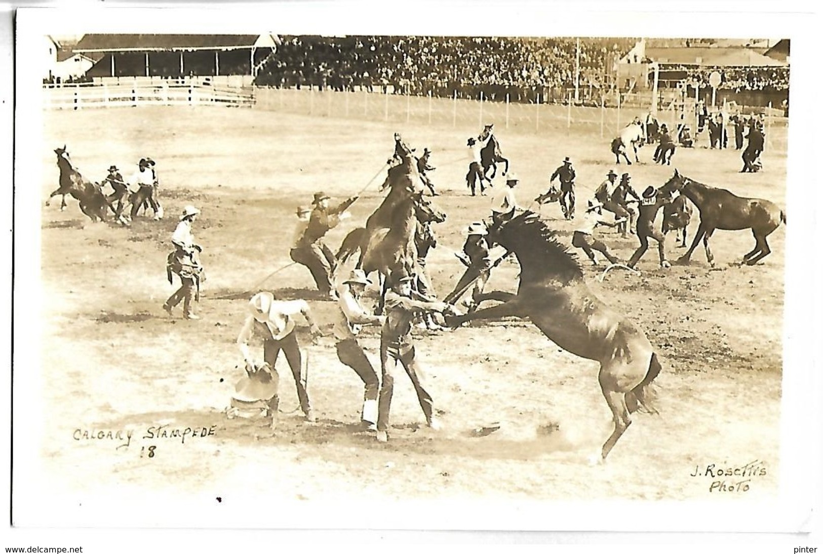 CANADA - CALGARY - STAMPEDE  - Rodéo - CARTE PHOTO - Calgary