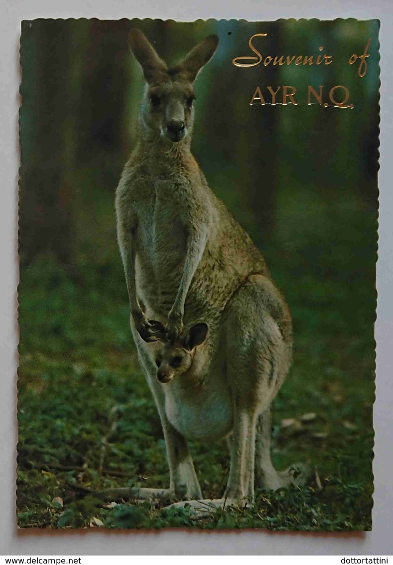 AUSTRALIAN KANGAROO - Showing Joey In Pouch - Souvenir Of AYR N.Q. - Altri & Non Classificati