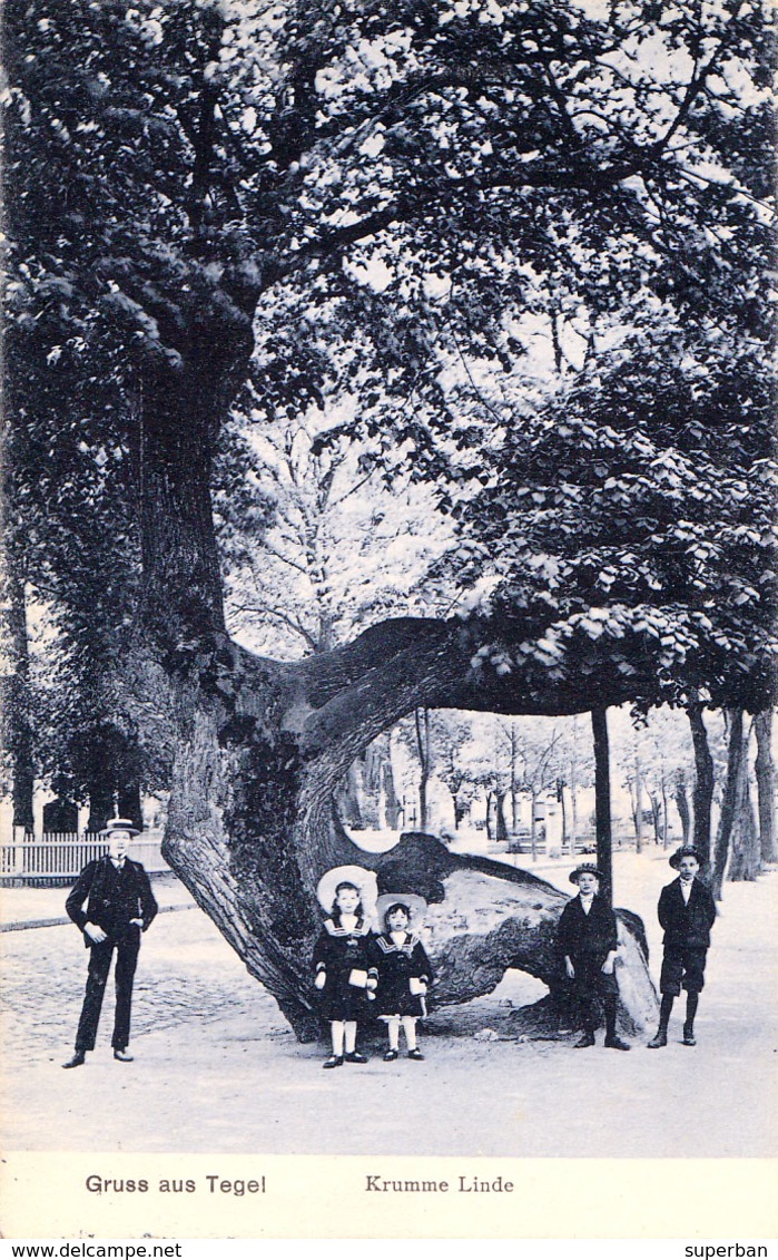 GRUSS AUS TEGEL / BERLIN : KRUMME LINDE / THE CROOKED LINDEN TREE / LE TILLEUL TORDU ~ 1905 - '910 (ad794) - Tegel