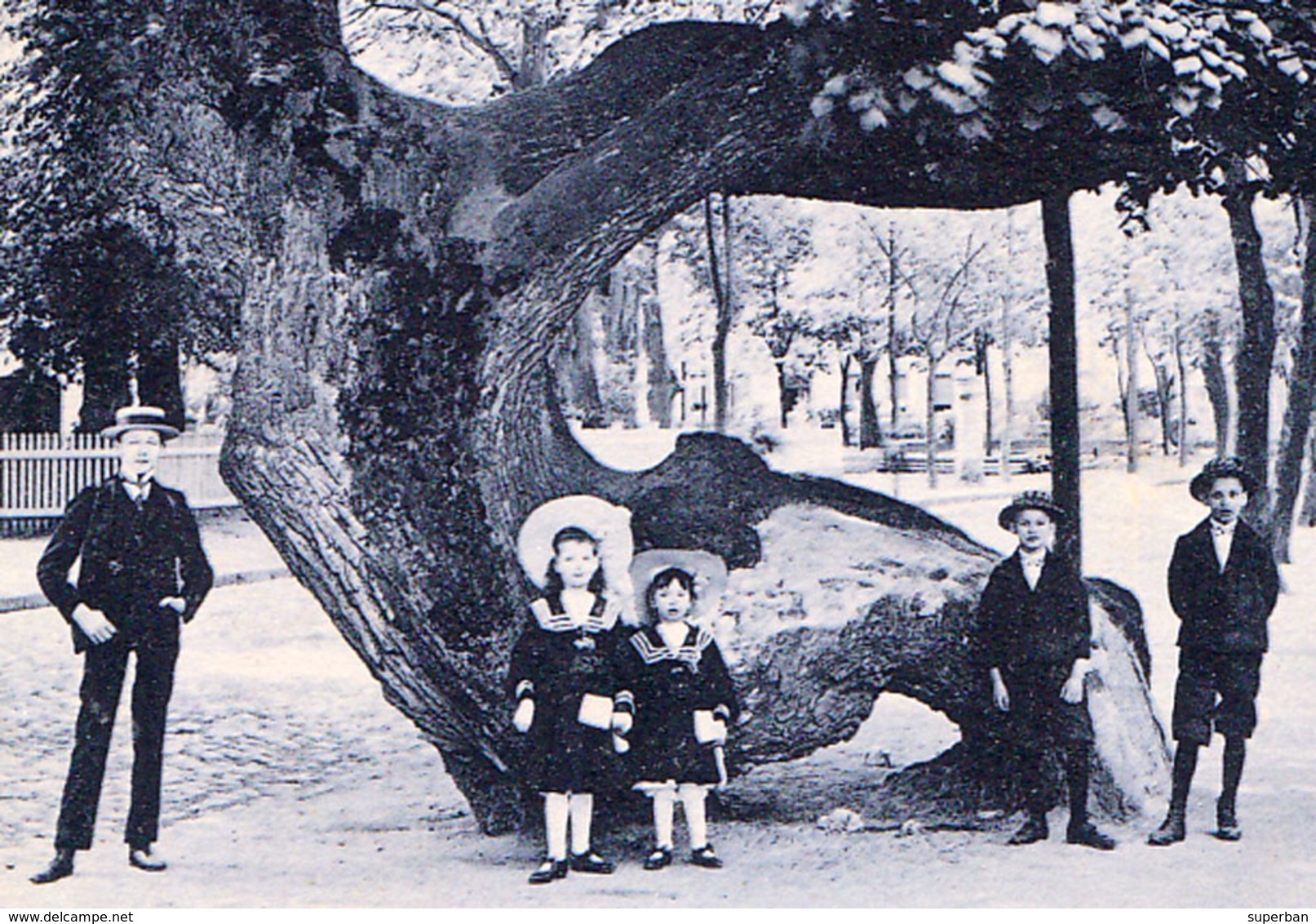 GRUSS AUS TEGEL / BERLIN : KRUMME LINDE / THE CROOKED LINDEN TREE / LE TILLEUL TORDU ~ 1905 - '910 (ad794) - Tegel