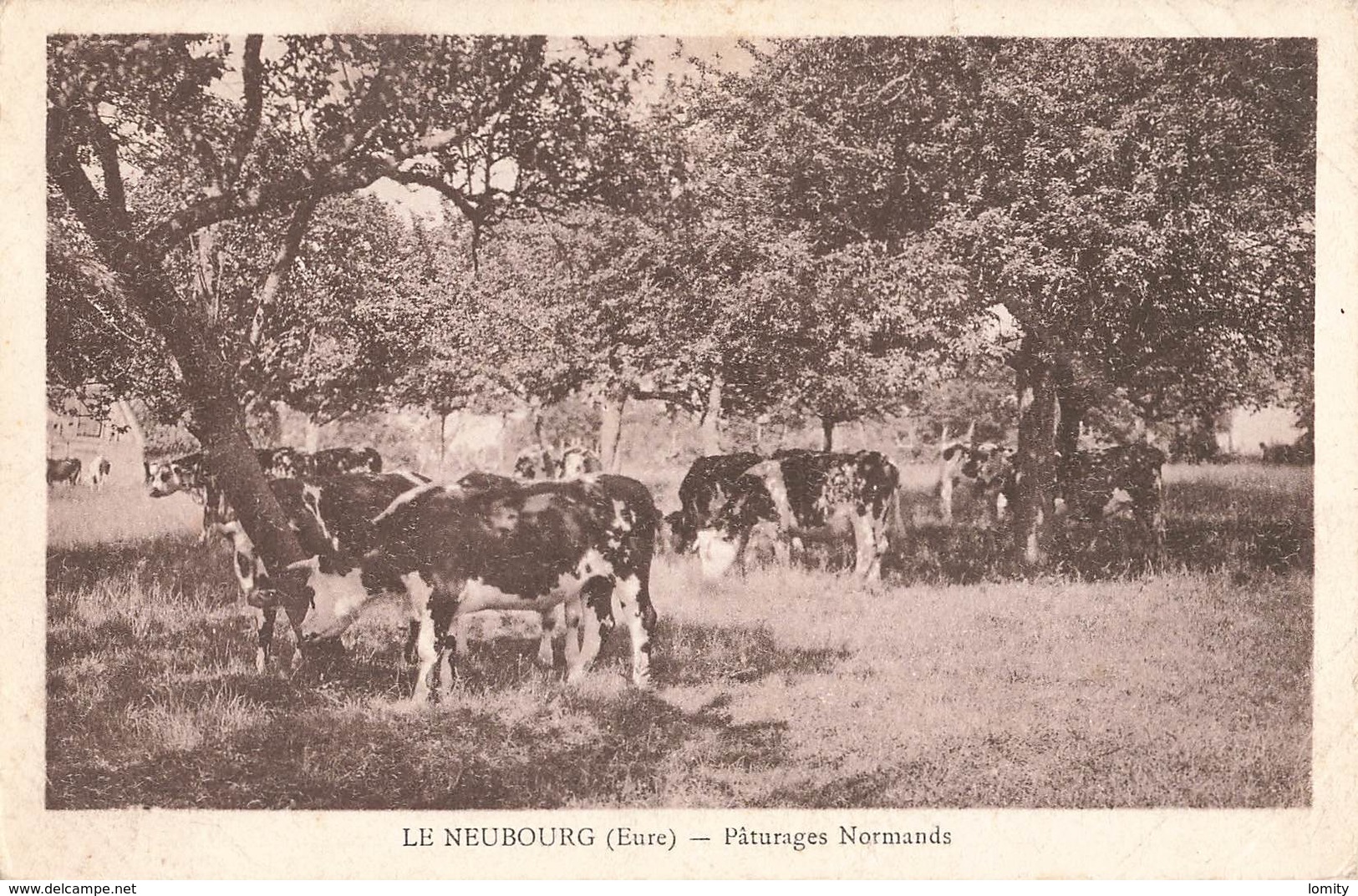 27 Le Neubourg Paturages Normands Paturage Vache Laitiere Vaches - Le Neubourg