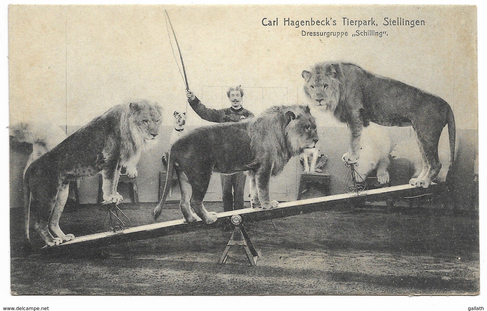 Carl Hagenbeck's Tierpark, Stellingen - Dressurgruppe "Schillind"  (Dressage De Lions) - Zirkus