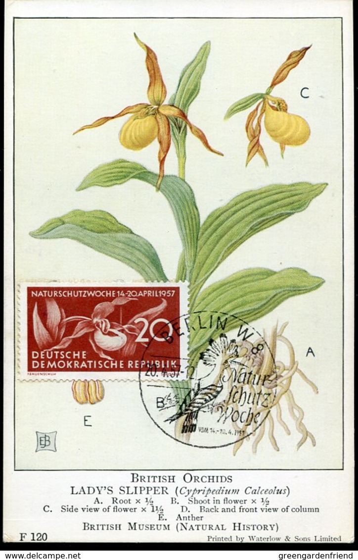 51224 Germany Ddr, Maximum 1957 Orchid  Orchidee - Maximum Cards