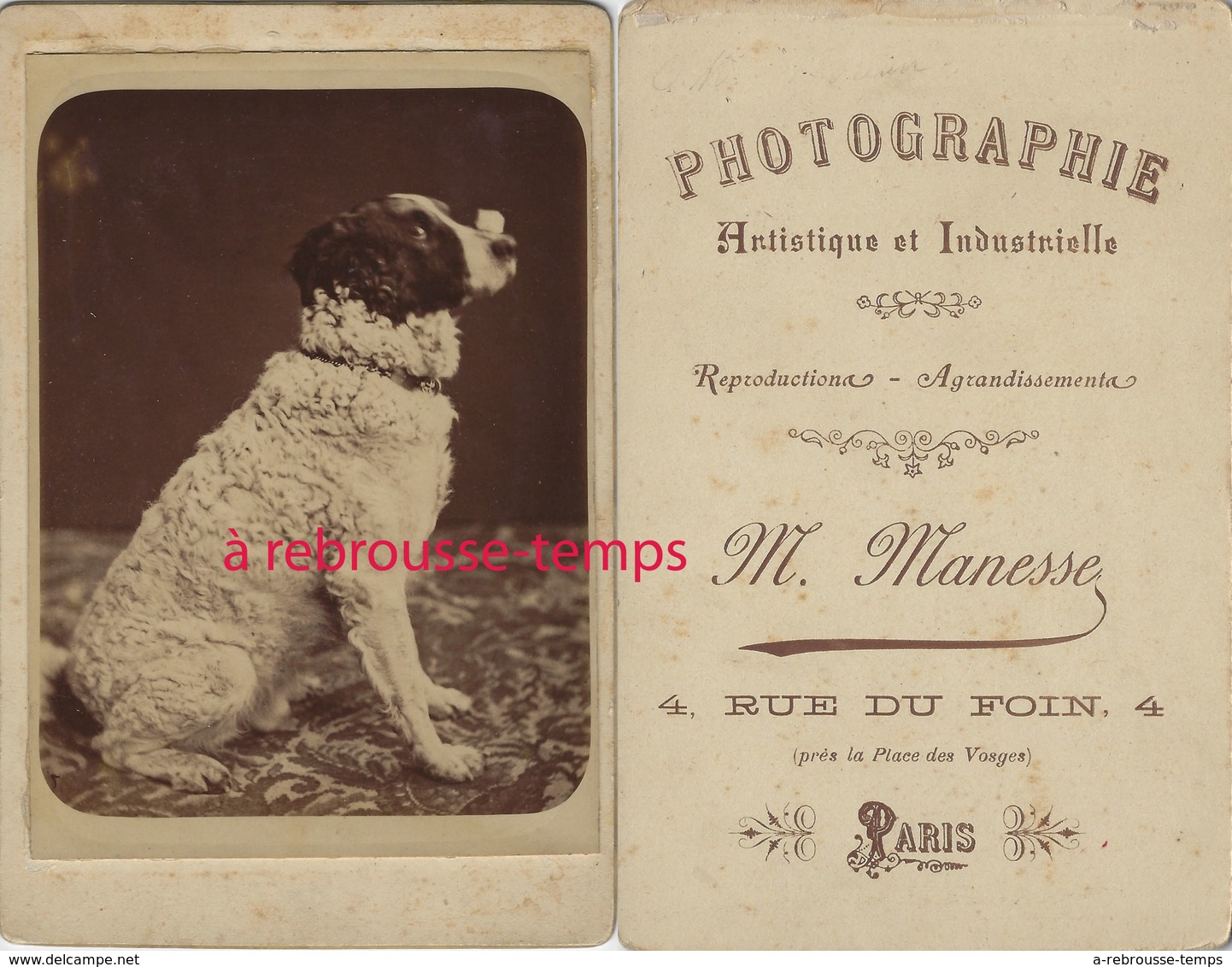 Grande CDV (Cabinet) Chien Qui Pose, Regard En Coin! Photo Artistique Et Industrielle M. Manesse Rue Du Foin à Paris - Old (before 1900)