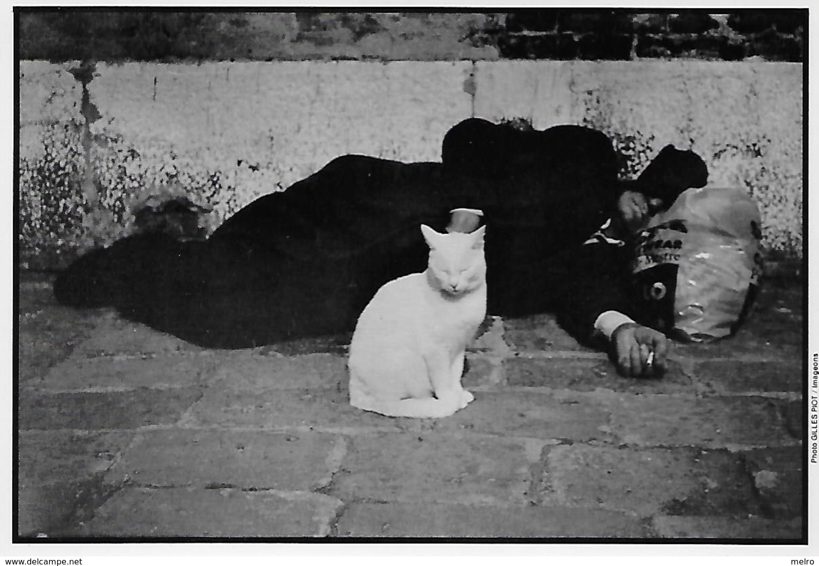 CPSM -  Photo -  Chat, Blanc, Compagnon D'un Homme Sans-abri Avec Un Grand Coeur - Chats