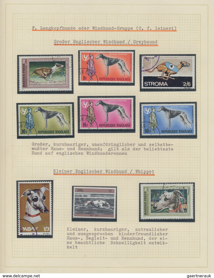 Thematik: Tiere-Hunde / Animals-dogs: 1960 - 1980 (ca.), Exhibition Collection On The Subject On 48 - Hunde