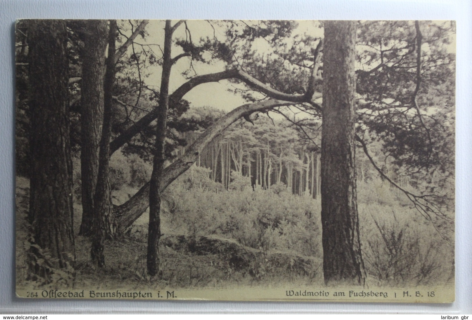 AK Ostseebad Brunshaupten Waldmotiv Am Fuchsberg 1918 Gebraucht #PG890 - Sonstige & Ohne Zuordnung