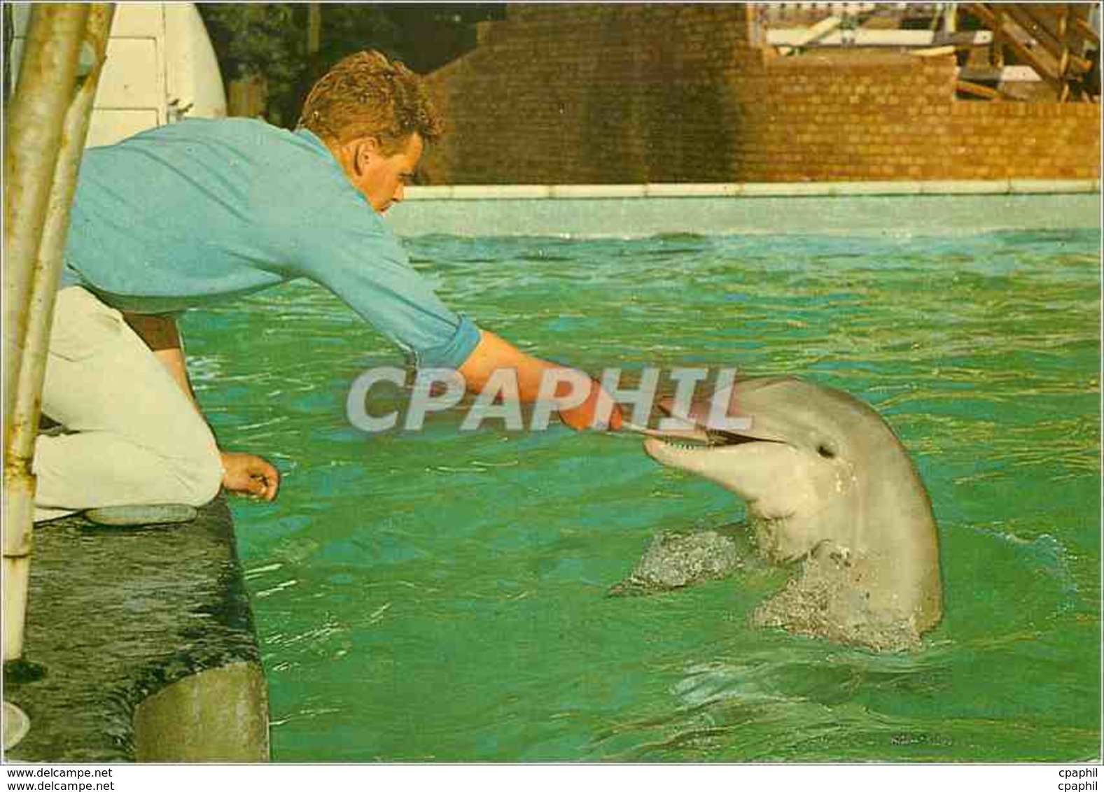 CPM Tursiops Truncatus Bottle Nosed Dolphins Dauphin - Altri & Non Classificati