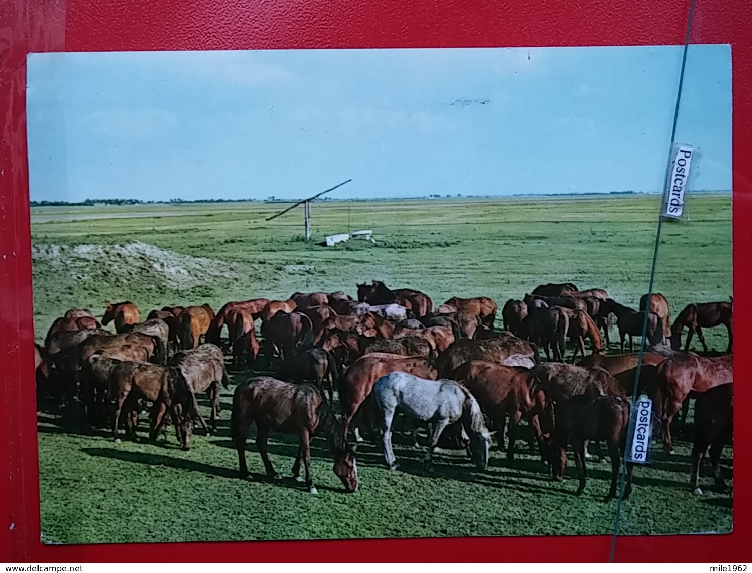 KOV 505-7 - HORSE, CHEVAL, HORTOBAGY, HUNGARY, - Pferde