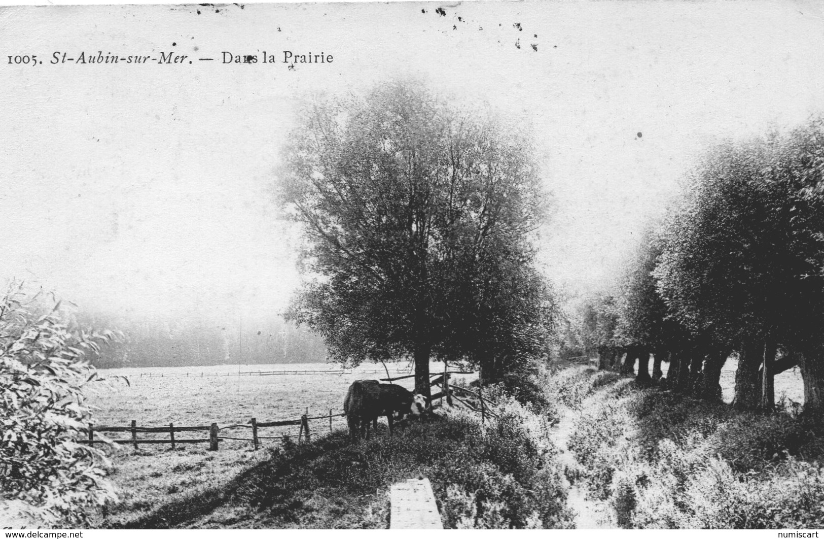 Saint-Aubin-sur-Mer Dans La Prairie Vache - Saint Aubin