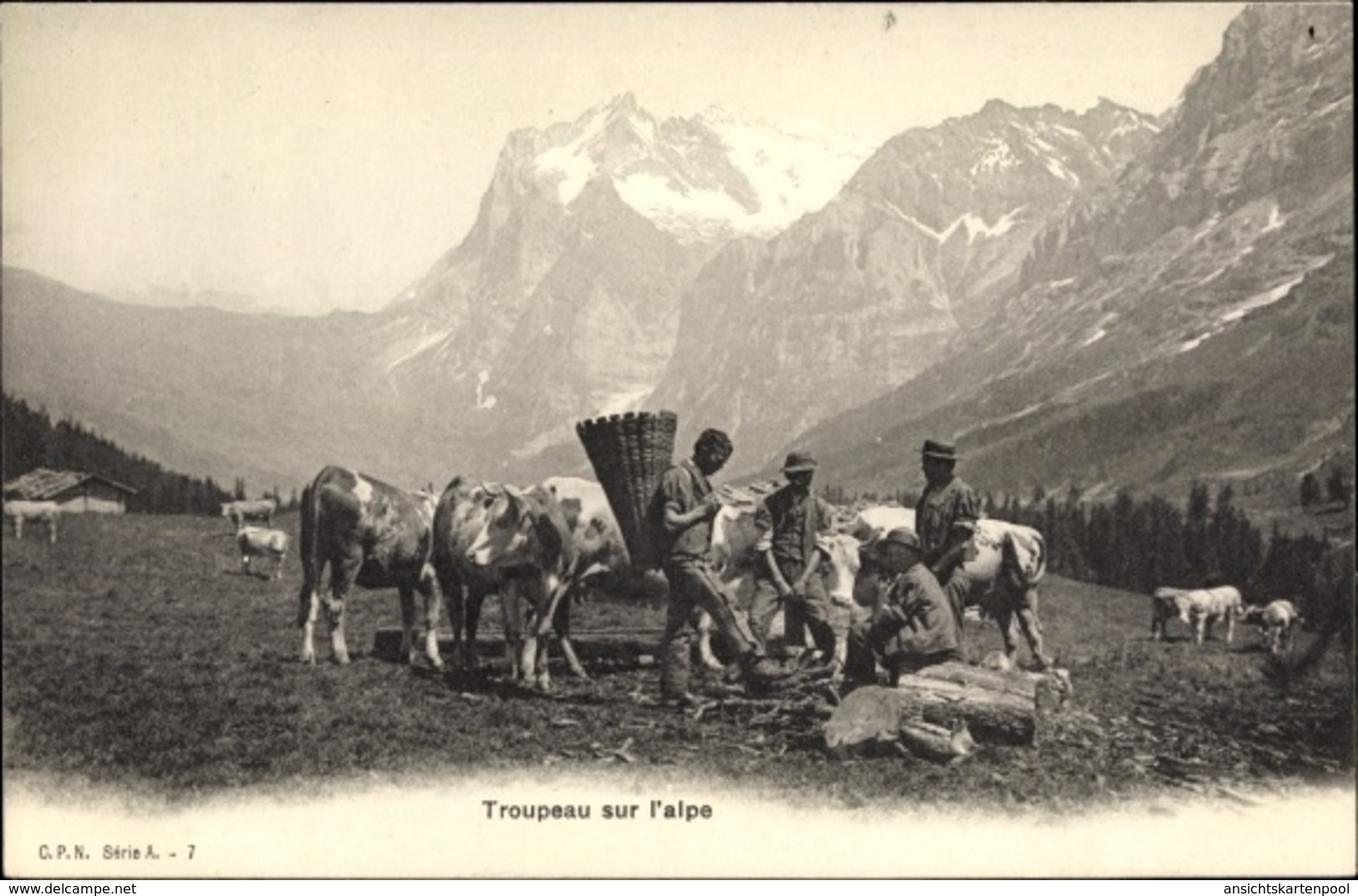 Cp Troupeau Sur L'alpe, Rinder, Männer, Gebirge - Altri & Non Classificati