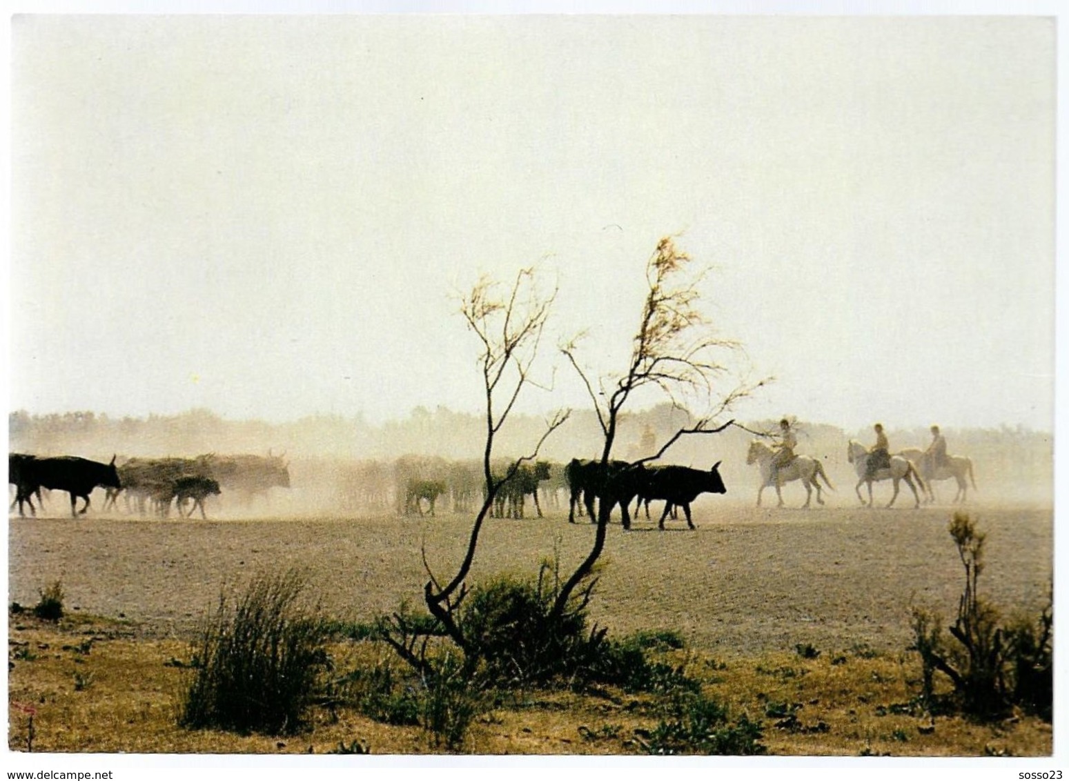 La Camargue - Pays De Ciel Bleu Et De Mirages, Gardians Et Leur Manade De Taureaux - Other & Unclassified