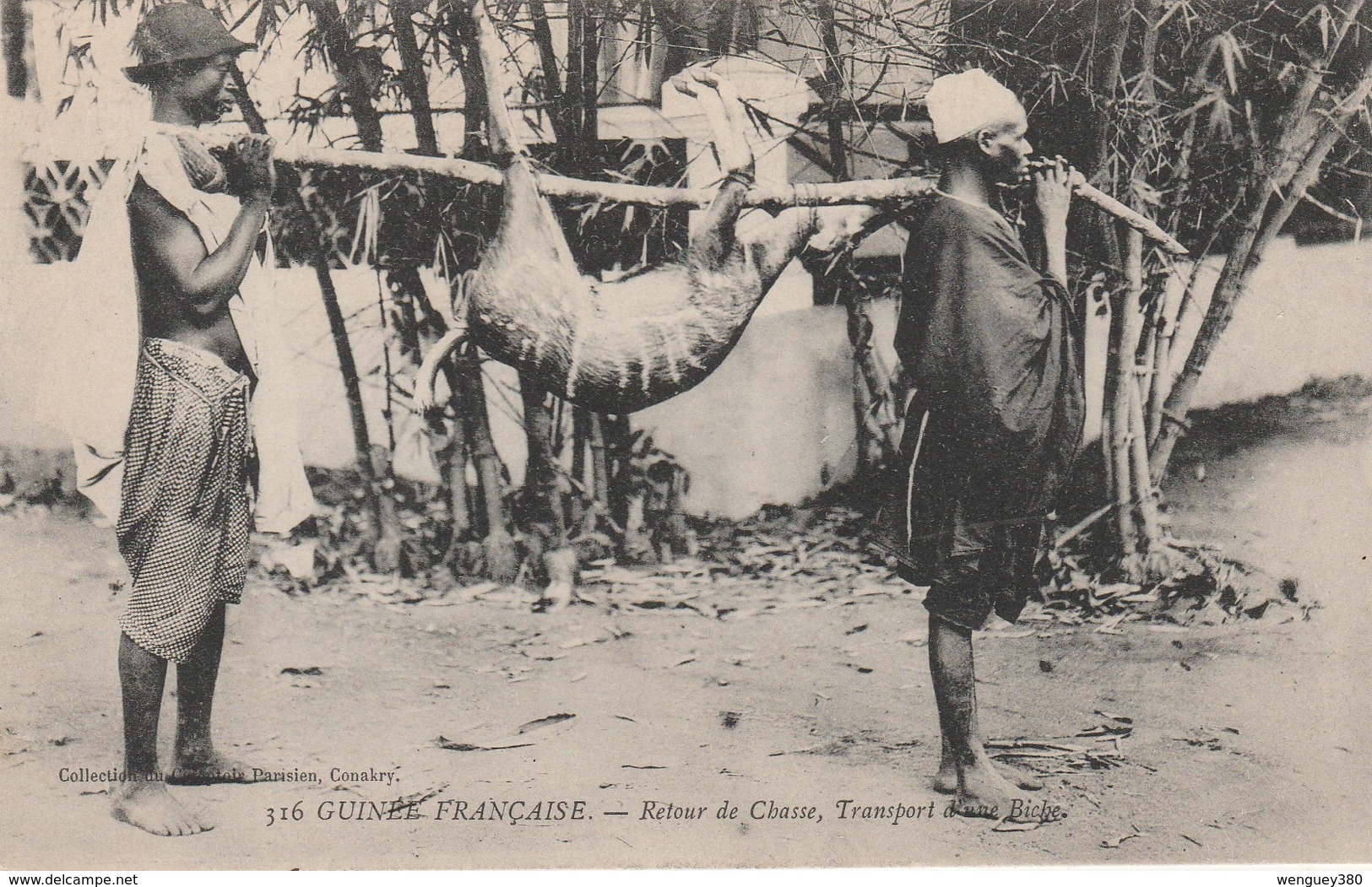 GUINEE  FRANCAISE   Environs CONAKRY     Retour De Chasse   ,transport D'une Biche      SUPER PLAN   1910 RARE - Guinée Française