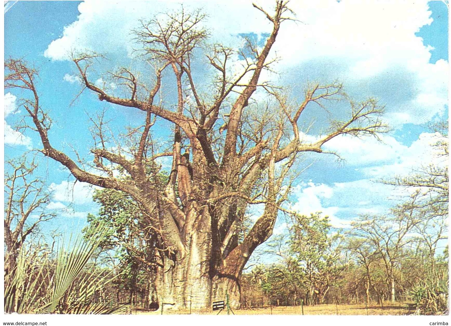 CARTOLINA PER ITALY BAOBAB - Zimbabwe (1980-...)