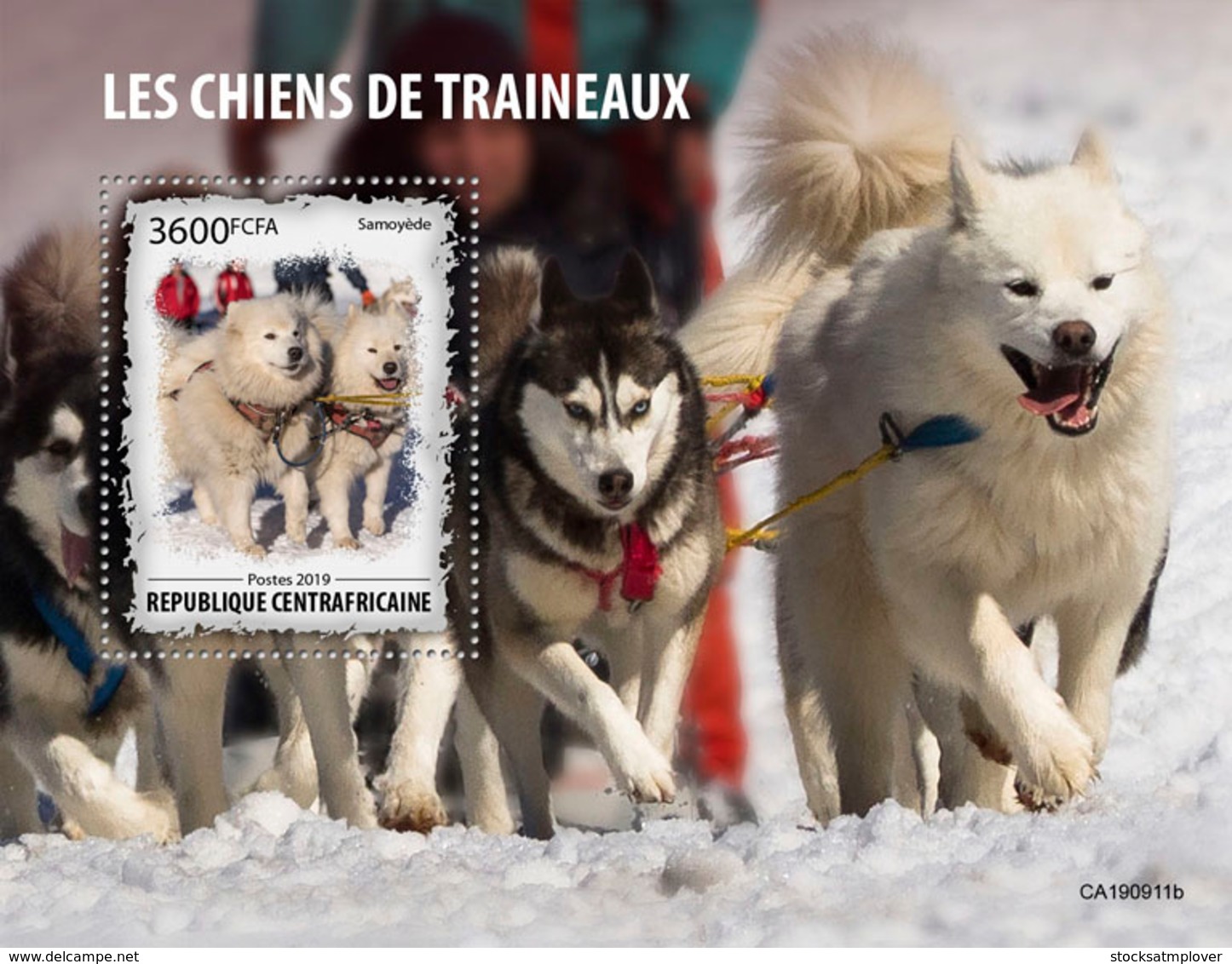 Central Africa  2019 Fauna  Sled Dogs    S201912 - Central African Republic