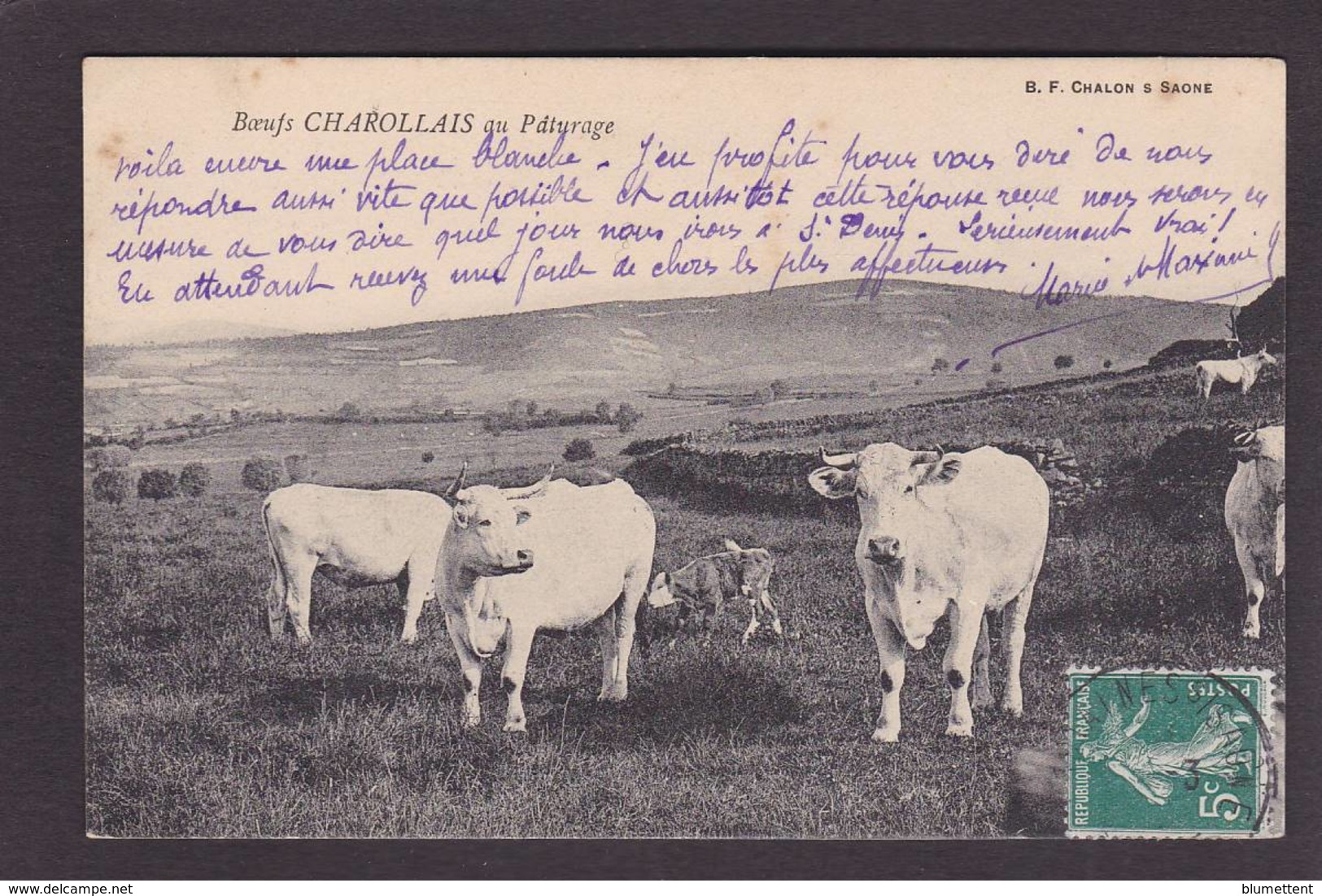 CPA Vaches Vache Circulé Et Boeufs - Koeien