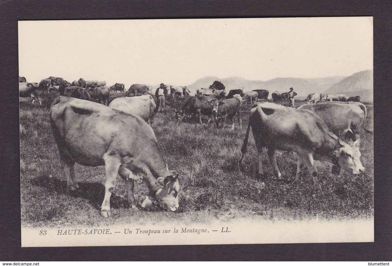 CPA Vaches Vache Non Circulé Haute Savoie - Kühe