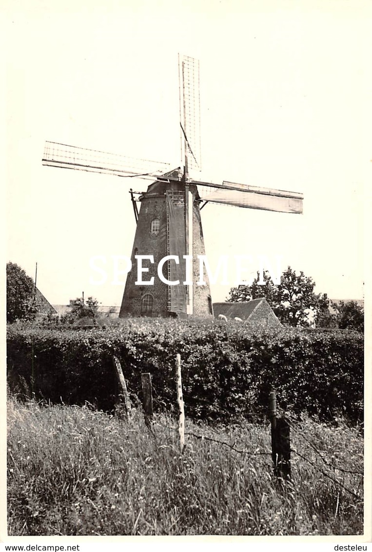 Foto Rijseleindemolen - Ardooie -  8 X 11.5 Cm - Ardooie