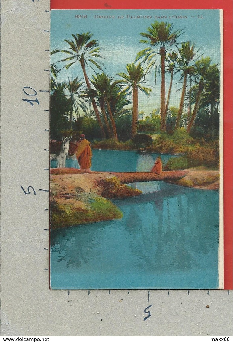 CARTOLINA NV ALGERIA - SCENES ET TYPES 6216 - Groupe De Palmiers Dans L'Oasis - LL - 9 X 14 - Szenen