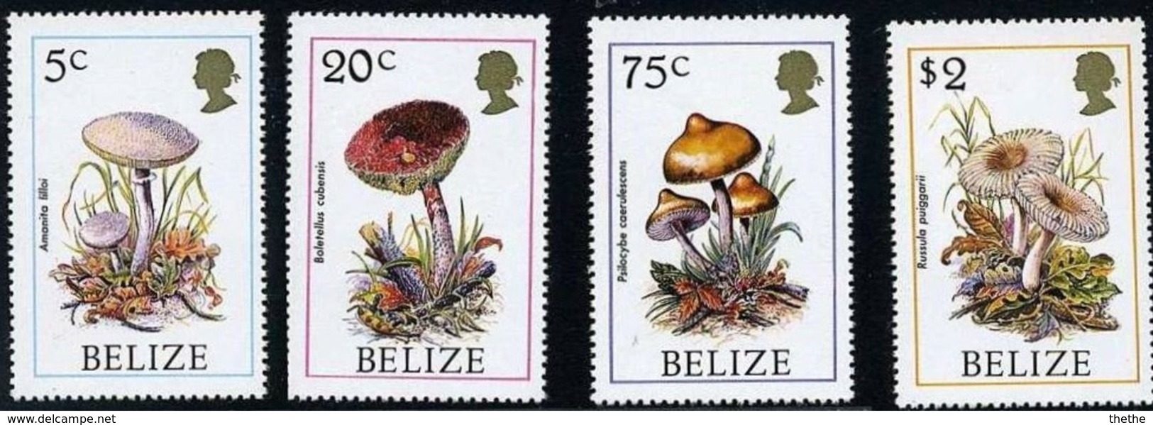 BELIZE -   CHAMPIGNONS : Amanita Lilloi - Boletus Cubensis - Psilocybe Caerulescens - Russula Puiggarii - Mushrooms