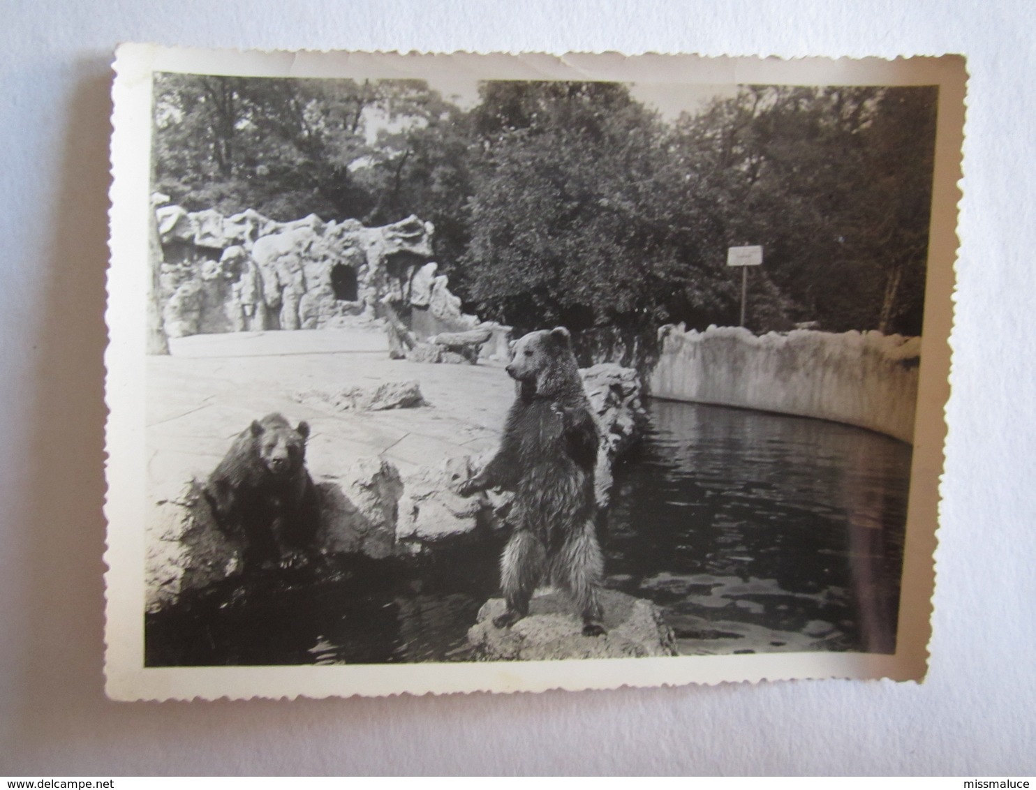 Photo Photos Photographie Zoo De Vincennes Ours - Autres & Non Classés