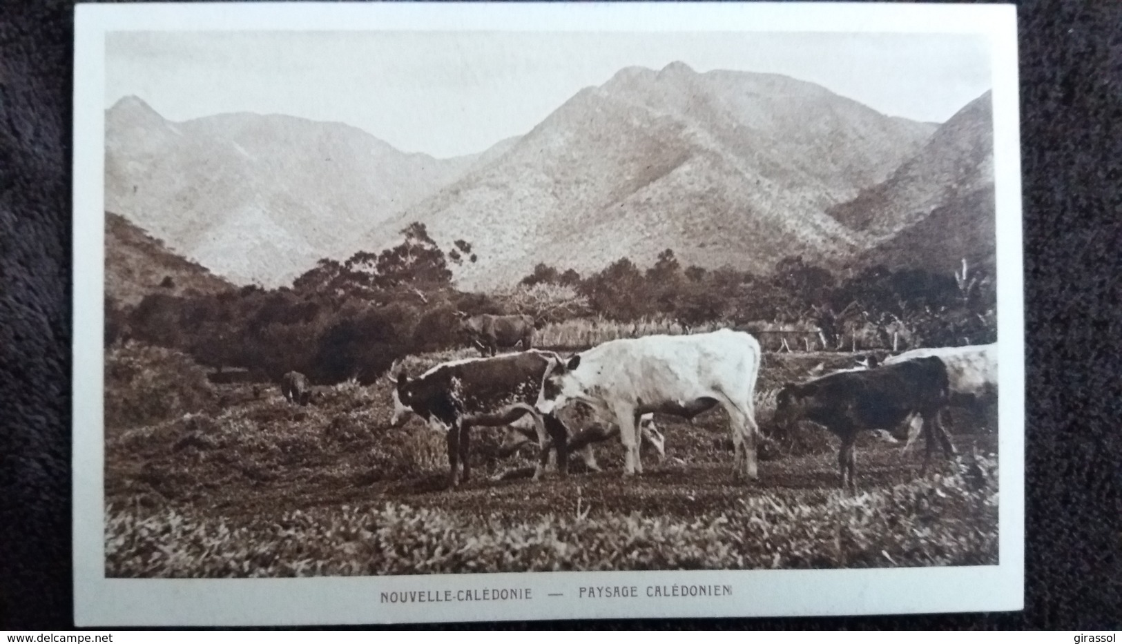 CPA NOUVELLE CALEDONIE PAYSAGE CALEDONIENE VACHES ? SOCIETE DES MISSIONS EVANGELIQUES - Nouvelle-Calédonie