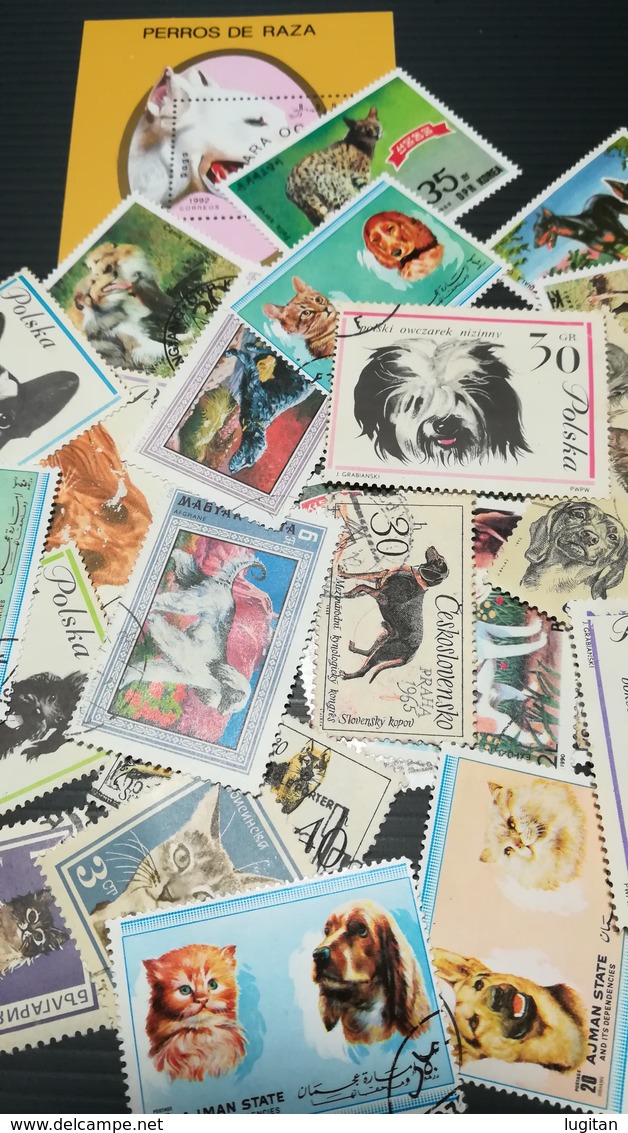 MIX DI 25 FRANCOBOLLI TEMATICA CANI E GATTI - DOGS AND CATS 25 DIFFERENT STAMPS GREAT OFFER - Honden