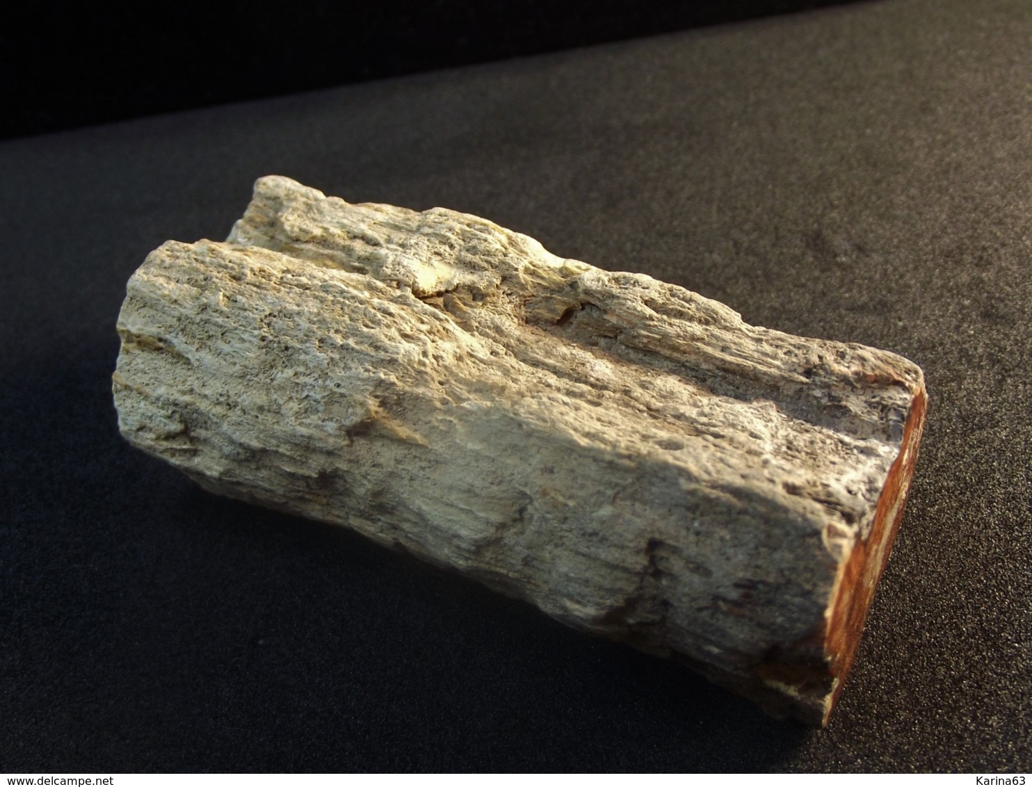 Petrified Wood (Fossilized Wood) - ( 6 X 3 X 2 Cm ) -   Aruaucaria  -  Mahajanga -  Madagascar - Minéraux