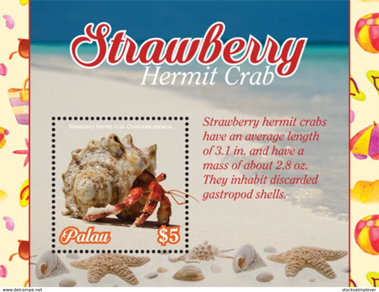 Palau 2019  Fauna  Strawberry Hermit Crab I201901 - Palau