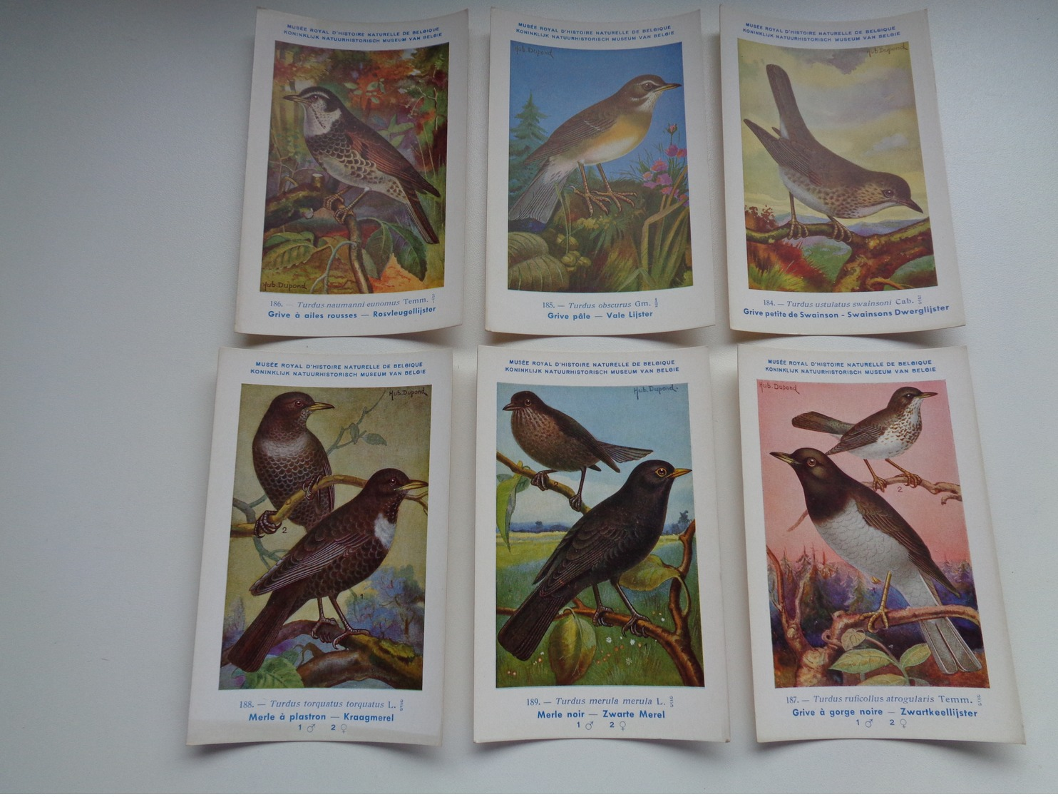 Beau Lot De 9 Cartes Postales Oiseaux  Oiseau  Illustrateur H.Dupond     Mooi Lot Van 9 Postkaarten Van Vogels  Vogel - 5 - 99 Postkaarten