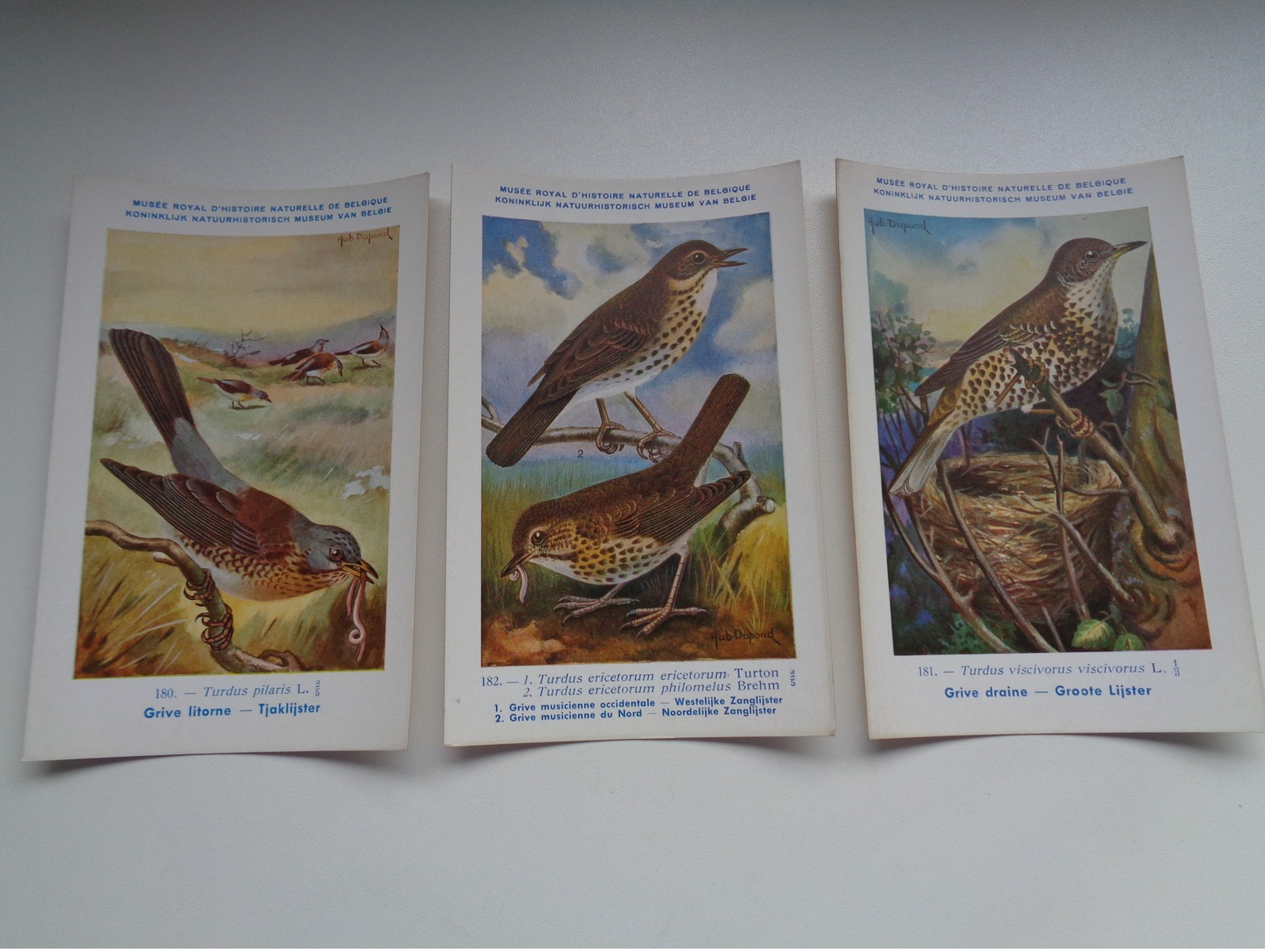 Beau Lot De 9 Cartes Postales Oiseaux  Oiseau  Illustrateur H.Dupond     Mooi Lot Van 9 Postkaarten Van Vogels  Vogel - 5 - 99 Postkaarten