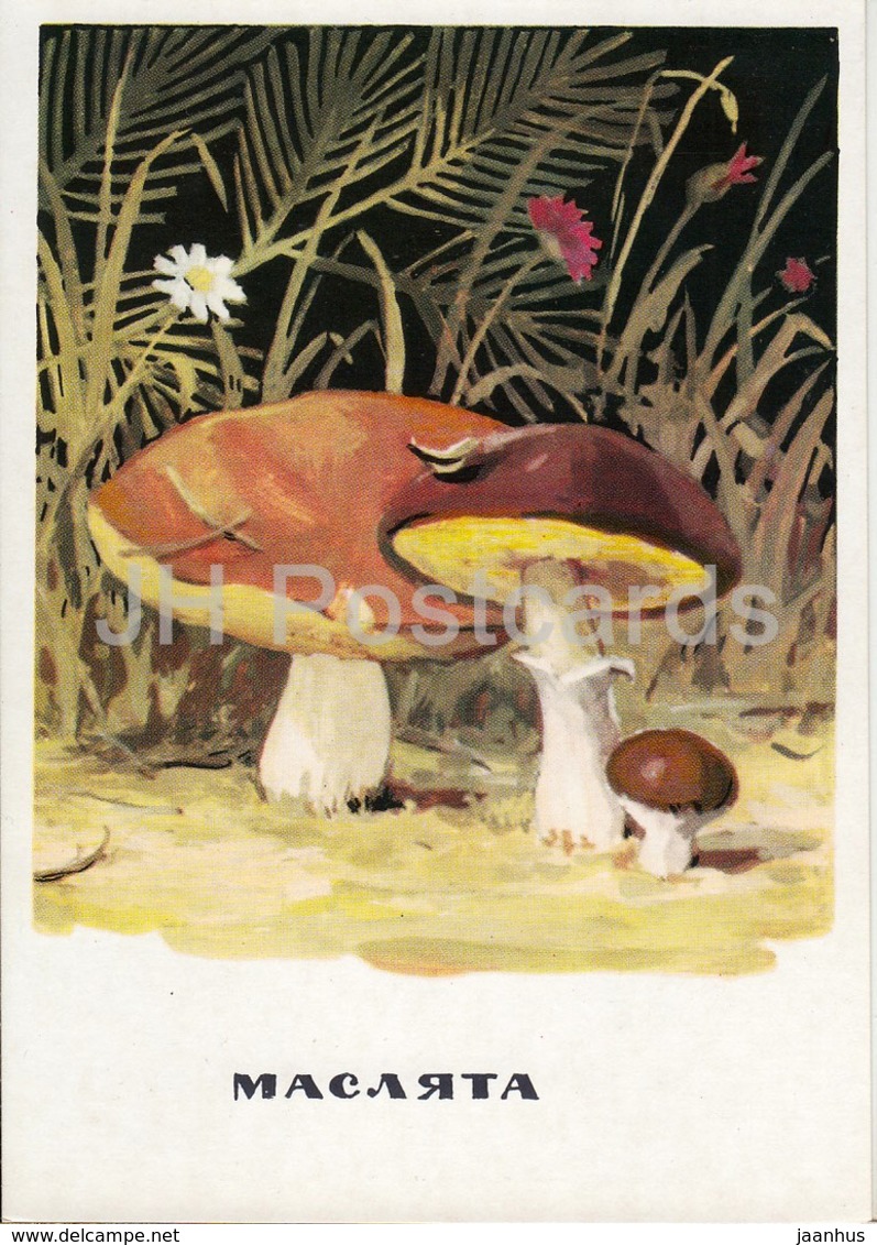 Suillus - Mushrooms - Illustration - 1971 - Russia USSR - Unused - Pilze