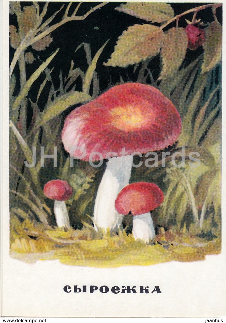 Russula - Mushrooms - Illustration - 1971 - Russia USSR - Unused - Pilze