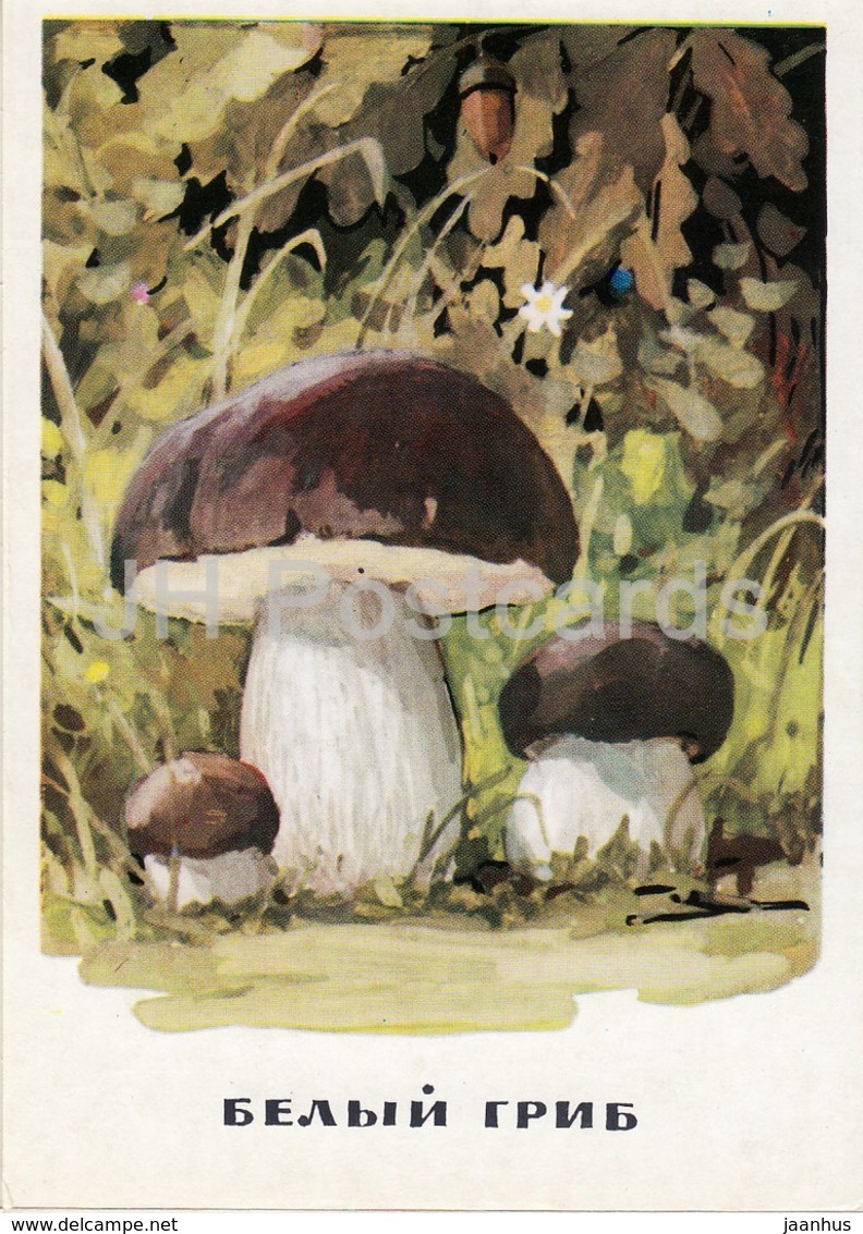 Penny Bun - Mushrooms - Illustration - 1971 - Russia USSR - Unused - Mushrooms