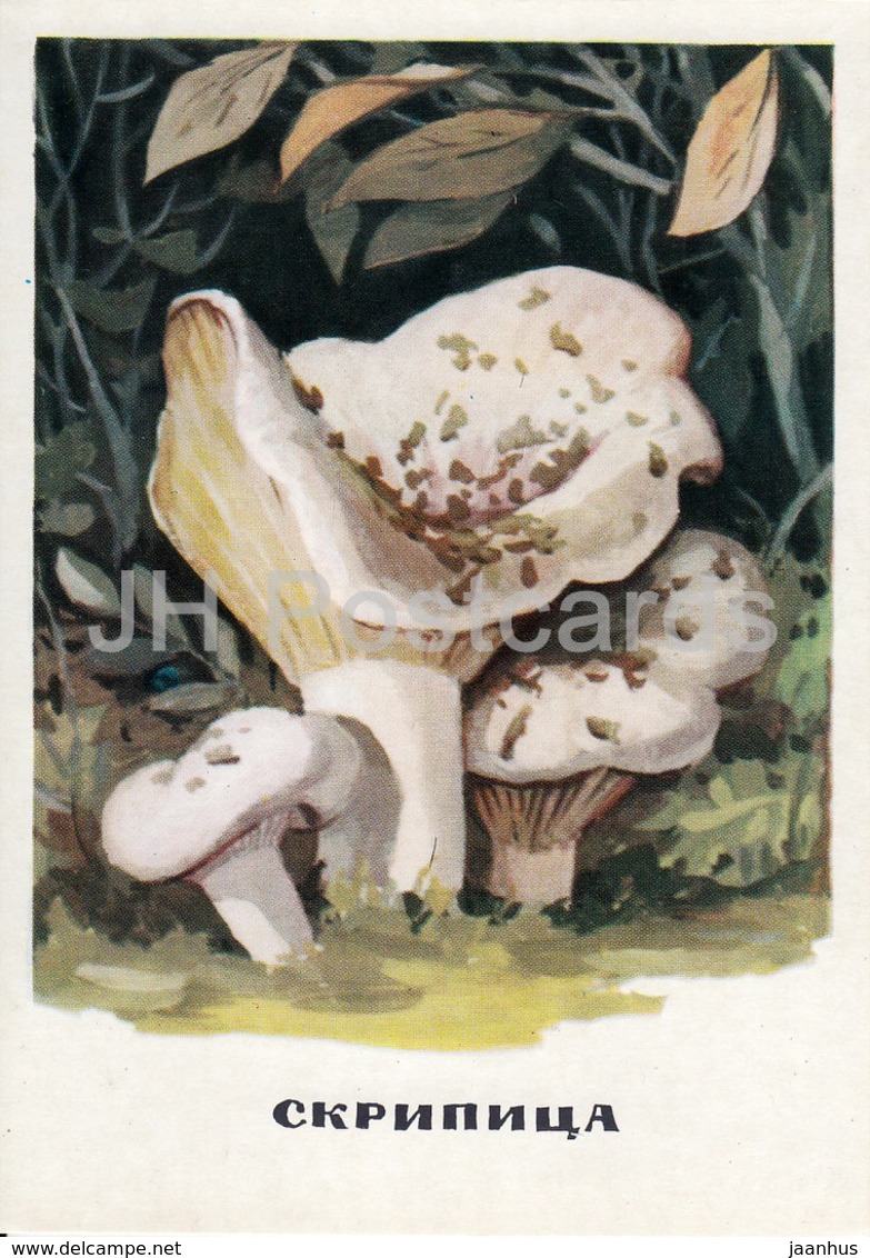 Fleecy Milk-cap - Mushrooms - Illustration - 1971 - Russia USSR - Unused - Pilze