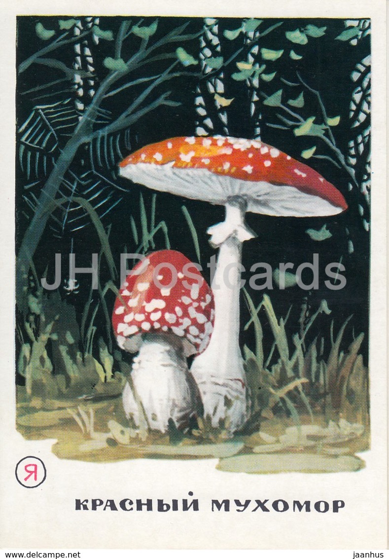 Fly Agaric - Mushrooms - Illustration - 1971 - Russia USSR - Unused - Funghi